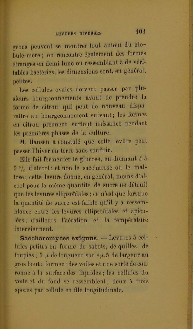 gcons peuvent se montrer tout autour du glo- bule-mère; on rencontre également des formes étranges en demi-lune ou ressemblant à dé véri- tables bactéries, les dimensions sont, en général, petites. Les cellules ovales doivent passer par plu- sieurs bourgeonnements avant de prendre la forme de citron qui peut de nouveau dispa- raître au bourgeonnement suivant; les formes en citron prennent surtout naissance pendant les premières phases de la culture. M. Hansen a constaté que cette levure peut passer l’hiver en terre sans souffrir. Elle fait fermenter le glucose, en donnant 4 à 5 % d'alcool ; et non le saccharose oü le mal- tose ; cette levure donne, en général, moins d’al- cool pour la même quantité de sucre ne détruit que les levures ellipsoïdales ; ce n’est que lorsque la quantité de sucre est faible qü’il y a ressem- blance entre les levüres ellipsoïdales et apicu- lées ; d’ailleurs l’aération et la température interviennent. Saccharomyces exiguus. —Levures à cel- lules petites en forme de sabots, de quilles, de toupies ; 5 \x de longueur sur st[jl,5 de largeur au gros bout ; forment des voiles et une sorte de cou- ronne à la surface des liquides ; les cellules du voile et du fond se ressemblent; deux à trois spores par cellule en file longitudinale.