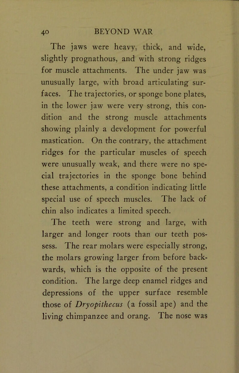 The jaws were heavy, thick, and wide, slightly prognathous, and with strong ridges for muscle attachments. The under jaw was unusually large, with broad articulating sur- faces. The trajectories, or sponge bone plates. In the lower jaw were very strong, this con- dition and the strong muscle attachments showing plainly a development for powerful mastication. On the contrary, the attachment ridges for the particular muscles of speech were unusually weak, and there were no spe- cial trajectories In the sponge bone behind these attachments, a condition indicating little special use of speech muscles. The lack of chin also Indicates a limited speech. The teeth were strong and large, with larger and longer roots than our teeth pos- sess. The rear molars were especially strong, the molars growing larger from before back- wards, which is the opposite of the present condition. The large deep enamel ridges and depressions of the upper surface resemble those of Dryopithecus (a fossil ape) and the living chimpanzee and orang. The nose was