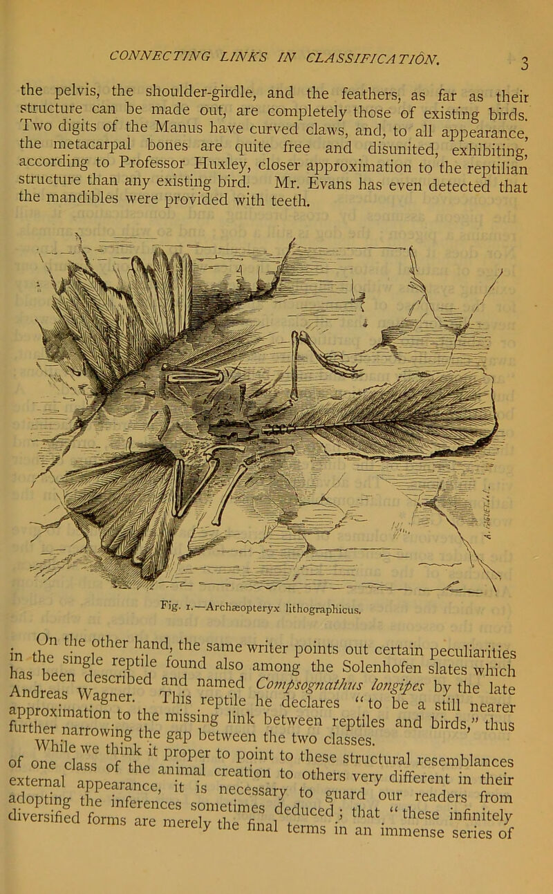 the pelvis, the shoulder-girdle, and the feathers, as far as their structure can be made out, are completely those of existing birds. 1 wo digits of the Manus have curved claws, and, to all appearance the metacarpal bones are quite free and disunited, exhibiting according to Professor Huxley, closer approximation to the reptilian structure than any existing bird. Mr. Evans has even detected that the mandibles were provided with teeth. Fig. 1. Archaeopteryx lithographicus. in thn the i°ther hnnd’the same writer points out certain peculiarities has been?!6 'Ta f<Td aIs° amonS the Solenhofen slates which Andreas Warner'^ TT namf-id fom^naihns bn&pes by the late • .a§ner- This reptile he declares “ to be a still nearer further1^10 to ^ miss^ng bnk between reptiles and birds,” thus w r°Tg,the gap between the tw° dales, of one class of t0 p°'nt to diese structural resemblances exSal^p^^ Cnr!atl0n t0 <>*ers very different in their adopting the inferences soniefimf ^ it0 §Uar? 0ur readers from diversified forms are merely the fiMM™?^ ’ that- “theSe infinitdy y nal terms in an immense series of