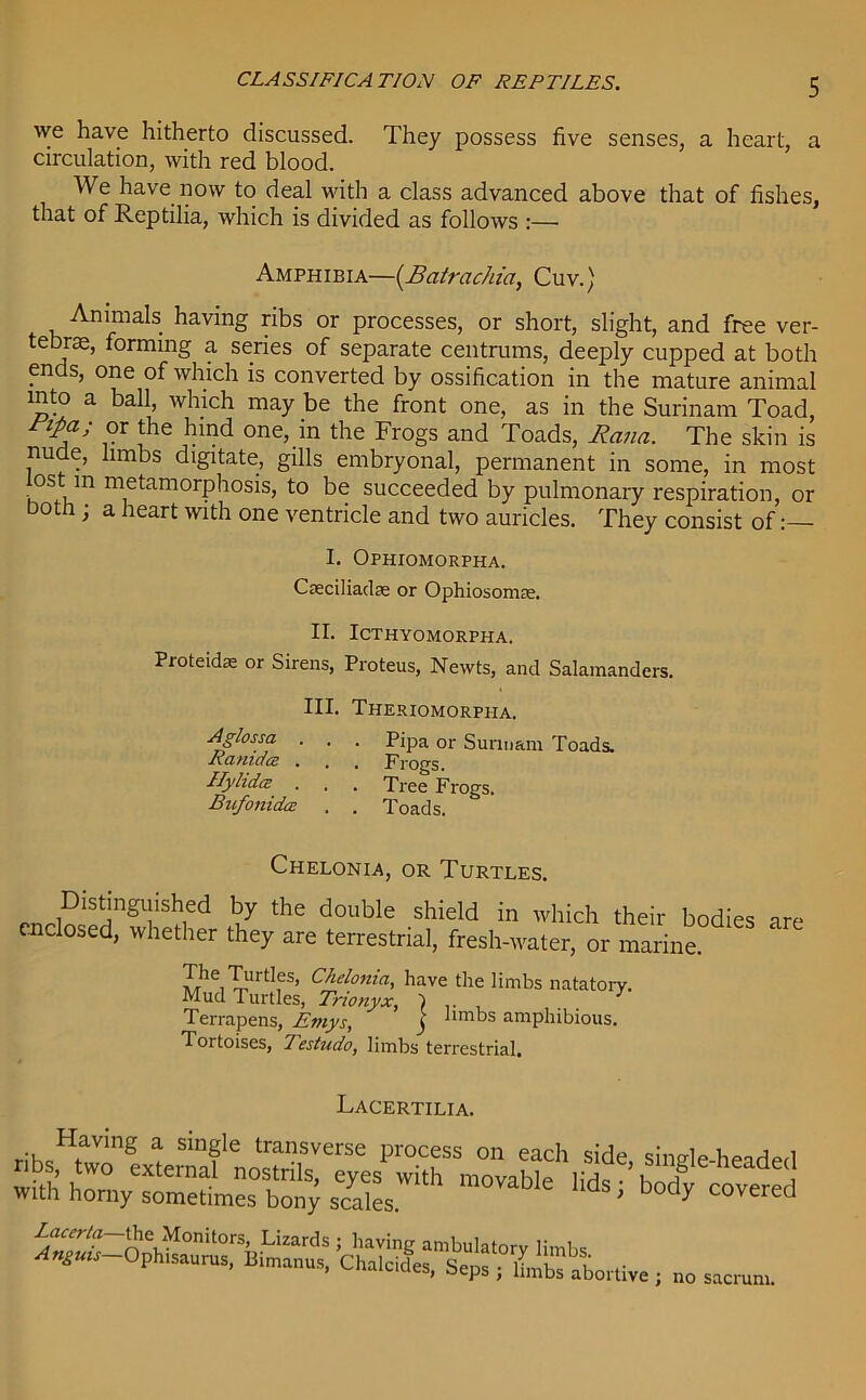 CLASSIFICATION OF REPTILES. \ve have hitherto discussed. They possess five senses, a heart, a circulation, with red blood. We have now to deal with a class advanced above that of fishes, that of Reptilia, which is divided as follows :— Amphibia—(Batrachia, Cuv.) Animals having ribs or processes, or short, slight, and free ver- tebrae, forming a series of separate centrums, deeply cupped at both ends, one of which is converted by ossification in the mature animal into a ball, which may be the front one, as in the Surinam Toad, fipa; or the hind one, in the Frogs and Toads, Rana. The skin is nude, limbs digitate, gills embryonal, permanent in some, in most ost m metamorphosis, to be succeeded by pulmonary respiration, or otfi ; a heart with one ventricle and two auricles. They consist of: I. Ophiomorpha. Caeciliadae or Ophiosomse. II. ICTHYOMORPHA. Proteidas or Sirens, Proteus, Newts, and Salamanders. III. Theriomorppia. Aglossa . . . Pipa or Surinam Toads. cmid'cs . , , Frogs. IlylidcE' . . . Tree Frogs. Bufomda: . . Toads. Chelonia, or Turtles. Distinguish^ by the double shield in which their bodie enclosed, whether they are terrestrial, fresh-water, or marine. The Turtles, Chelonia, have the limbs natatory, Mud Turtles, Trionyx, ) , . . Terrapens, Emys, j limbs amphibious. Tortoises, Testudo, limbs terrestrial. are -LtACERTILIA. rihcHi-aVinS ! Sinfle transverse process on each side, single-headed with morabk