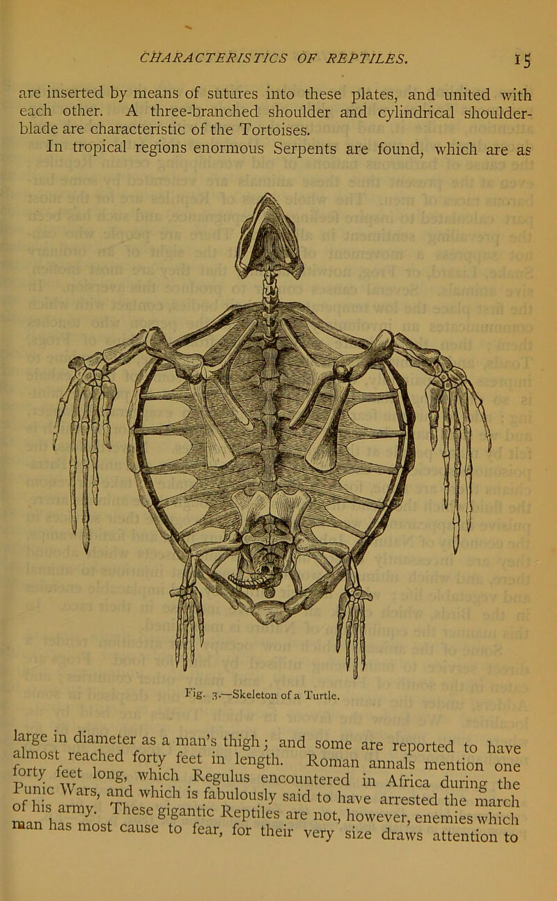 IS CHARACTERISTICS OF REPTILES. are inserted by means of sutures into these plates, and united with each other. A three-branched shoulder and cylindrical shoulder- blade are characteristic of the Tortoises. In tropical regions enormous Serpents are found, which are as F'K- 3.—Skeleton of a Turtle. large m diameter as a man’s thigh; and some are reported to have forty Ve?t f0^/e? in,length- Roman annals mention one orty feet long which Regulus encountered in Africa during the IfbS Jmv TW11<?h 1S,fabploUS,ly said t0 have nested the march . y' ' gigantic Reptiles are not, however, enemies which man has most cause to fear, for their very’size dra^vs attention to