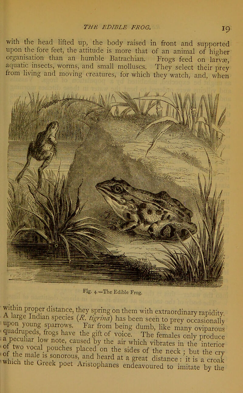 THE EDIBLE FROG. with the head lifted up, the body raised in front and supported upon the fore feet, the attitude is more that of an animal of higher organisation than an humble Batrachian. Frogs feed on larvae, aquatic insects, worms, and small molluscs. They select their prey from living and moving creatures, for which they watch, and, when 4-—The Edible Frog. within proper distance, they spring on them with extraordinary rapidity uniangbMla SpeC'eS tigri'm> has been l° Prey occasionally ron young sparrows, bar from being dumb, like many oviparous quadrUpeds frogs have the gift of voice The’females Zy vZucl of two vorc 1 W,n0t? CaTd a 7 the, air Which vibrates the interior of P heS place,d 011 the sides of the neck ; but the cry ^Z]rlT°r0fVnd hfard at a great distance : it is a croak which the Greek poet Aristophanes endeavoured to imitate by the