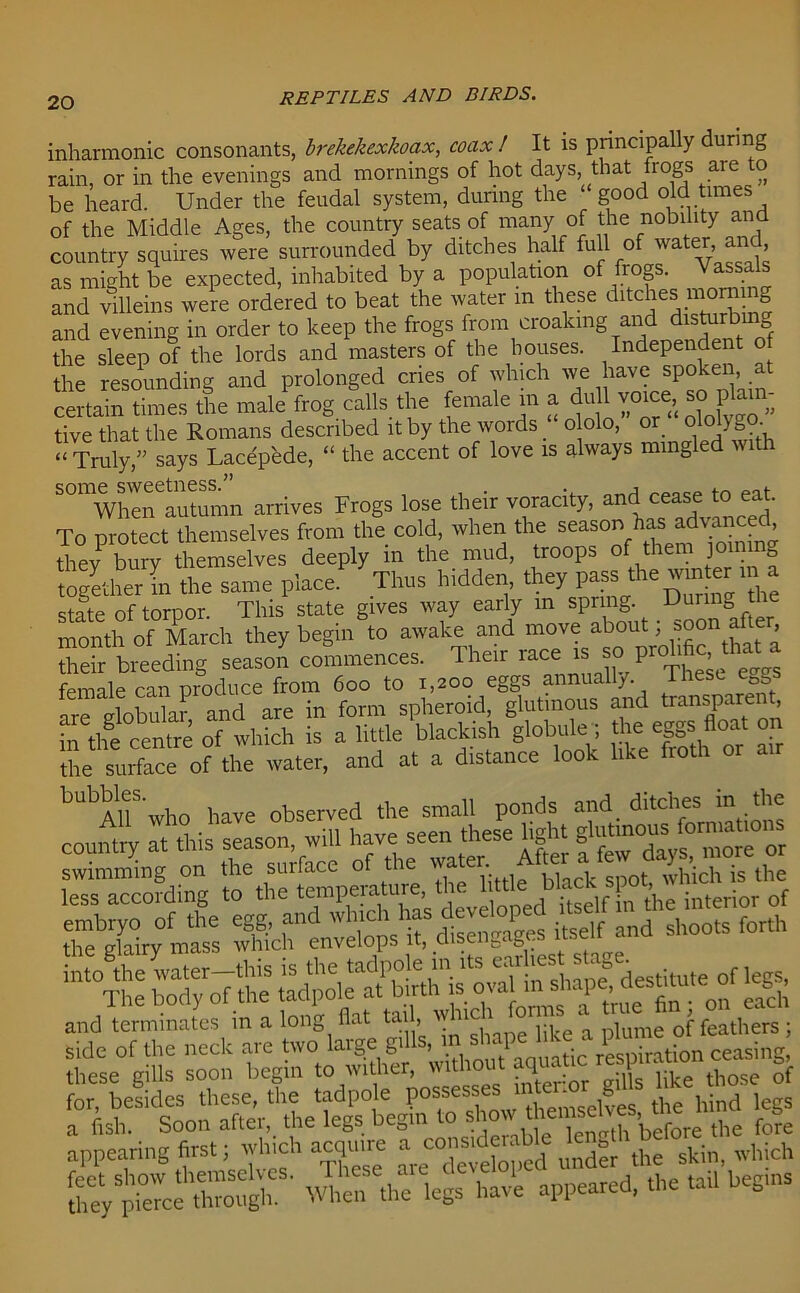 inharmonic consonants, brekekexkoax, coax ! It is principally during rain, or in the evenings and mornings of hot days, that frogs are to be heard. Under the feudal system, during the good old times of the Middle Ages, the country seats of many of the nobility and country squires were surrounded by ditches half full of water , as might be expected, inhabited by a population of frogs. Vassals and villeins were ordered to beat the water m these dltcJesl™!S and evening in order to keep the frogs from croaking and disturbing the sleep of the lords and masters of the houses. Independent of the resounding and prolonged cries of which we have spoken, at certain times the male frog calls the female m a du1 voice, so^am- tive that the Romans described it by the words _ ololo, or ololygo. “ Truly,” says Lacepede, “ the accent of love is always mingled wit 501 Wlmrlutumn arrives Frogs lose their voracity, and cease to eat. To protect themselves from the cold, when the season has advanced, they^bury themselves deeply in the mud, troops of them joining together in the same place. Thus hidden, they pass the wm er i a state of torpor This state gives way early m spring. Uurmg t month of March they begin to awake and move about; soon afteq their breeding season commences. Their race l ^ P The;e female can produce from 600 to 1,200 eggs annually. are globular and are in form spheroid, glutinous and transpa e • tife centre of which is a little blackish globule ; the eggs float 01 surface ofthe water, and at a distance look Uke froth or arr !X'TlV''who have observed the small ponds and ditches m the country at this season, will have seen these light *^°or swimming on the surface of the wate Aflerafc ^ less according to the tempeiature, . itself in the interior of embryo of the egg, and which to developed itself m the mt^ ^ tlip crlnirv mass which envelops it, cltsen.-.ages sid^ ^f ^helieck1 are tavtf laige f^llUn^iape^ these gills soon begin .<l w«her w£■¥*£»£ like t„osc & for, besides these, the tadpole possesses 11 & h hi d legs fte^pTeU 'llm UrU appeared, the tail begins