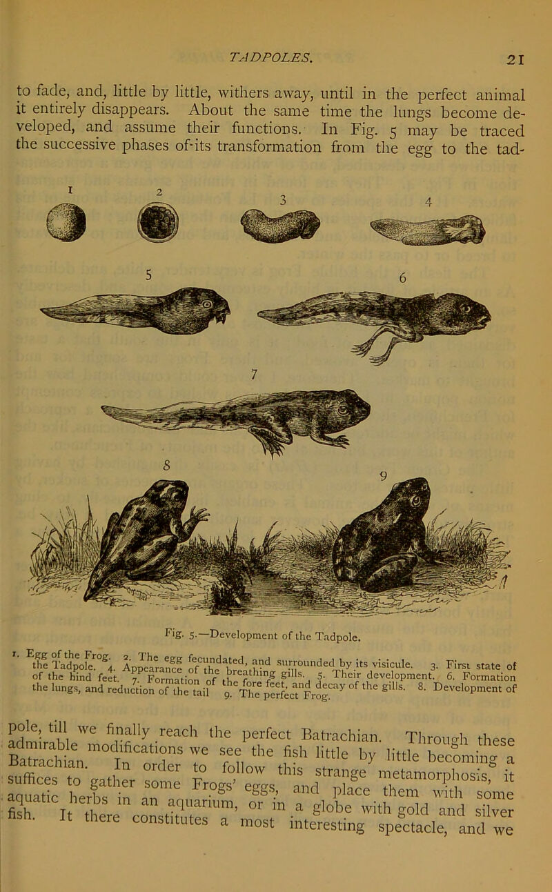 to fade, and, little by little, withers away, until in the perfect animal it entirely disappears. About the same time the lungs become de- veloped, and assume their functions. In Fig. 5 may be traced the successive phases of-its transformation from the egg to the tad- Fig. 5.—Development of the Tadpole. the Tadpole™^. Appearance oTthe' d su.r^undedt>y>ts visicule. 3. First state of of the hind feet. / Formation of the PS'. f Theirr development. 6. Formation the lungs, and reduction of the tail 9 Th? perLTI^”7 °f gll‘S' E)eveloPment °f K'';,‘i1, we pfy .reach the perfect Batrachian. Through these see the fish little by little becoming a suffices to gather some' “ aquatic herbs in an aq„aritfm, ^gloRt? Sd'S silvTr Ssh. It there const,tutes a most interesting spectacle and we