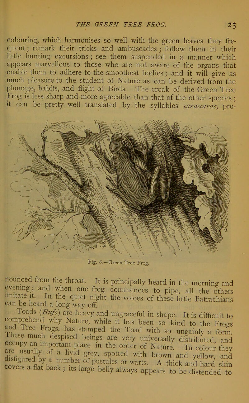 colouring, which harmonises so well with the green leaves they fre- quent ; remark their tricks and ambuscades ; follow them in their little hunting excursions; see them suspended in a manner which appears marvellous to those who are not aware of the organs that enable them to adhere to the smoothest bodies; and it will give as much pleasure to the student of Nature as can be derived from the plumage, habits, and flight of Birds. The croak of the Green Tree Frog is less sharp and more agreeable than that of the other species ; it can be pretty well translated by the syllables caraccarac, pro- Fig. 6.—Green Tree Frog. nounced from the throat. It is principally heard in the morning and evening; and when one frog commences to pipe, all the others imitate it. In the quiet night the voices of these little Batrachians can be heard a long way off. Toads (Bufo) are heavy and ungraceful in shape. It is difficult to comprehena why Nature, while it lias been so kind to the Fro°s TlUree haV!amPed the Toad with so ungainly a form, these much despised beings are very universally distributed and are SLaflvmnIf0rta?t ^ in the °rder °f Nature ^ colour they are usually of a livid grey, spotted with brown and yellow and coverea'flatWk1^'“ 1 °f i°r WartS' A thick and hard skin a flat back, its large belly always appears to be distended to