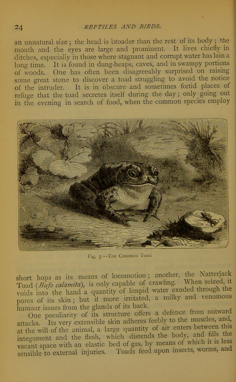 an unnatural size ; the head is broader than the rest of its body ; the mouth and the eyes are large and prominent. It lives chiefly in ditches, especially in those where stagnant and corrupt water has lain a long time. It is found in dung-heaps, caves, and in swampy portions of v/oods. One has often been disagreeably surprised on raising some great stone to discover a toad struggling to avoid the notice of the intruder. It is in obscure and sometimes foetid places of refuge that the toad secretes itself during the day; only. going out in the evening in search of food, when the common species employ Fig. 7.—The Common Toad short hops as its means of locomotion; another, the Natterjack Toad (Bufo calamita), is only capable of crawling. \\ hen seized, it voids into the hand a quantity of limpid water exuded through the pores of its skin; but if more irritated, a milky and venomous humour issues from the glands of its back. , One peculiarity of its structure offers a defence from outward attacks. Its very extensible skin adheres feebly to the muscles, and, at the will of the animal, a large quantity of air enters between this integument and the flesh, which distends the body, and hi s the vacant space with an elastic bed of gas, by means of which it is sensible to external injuries. Toads feed upon insects, worms, a