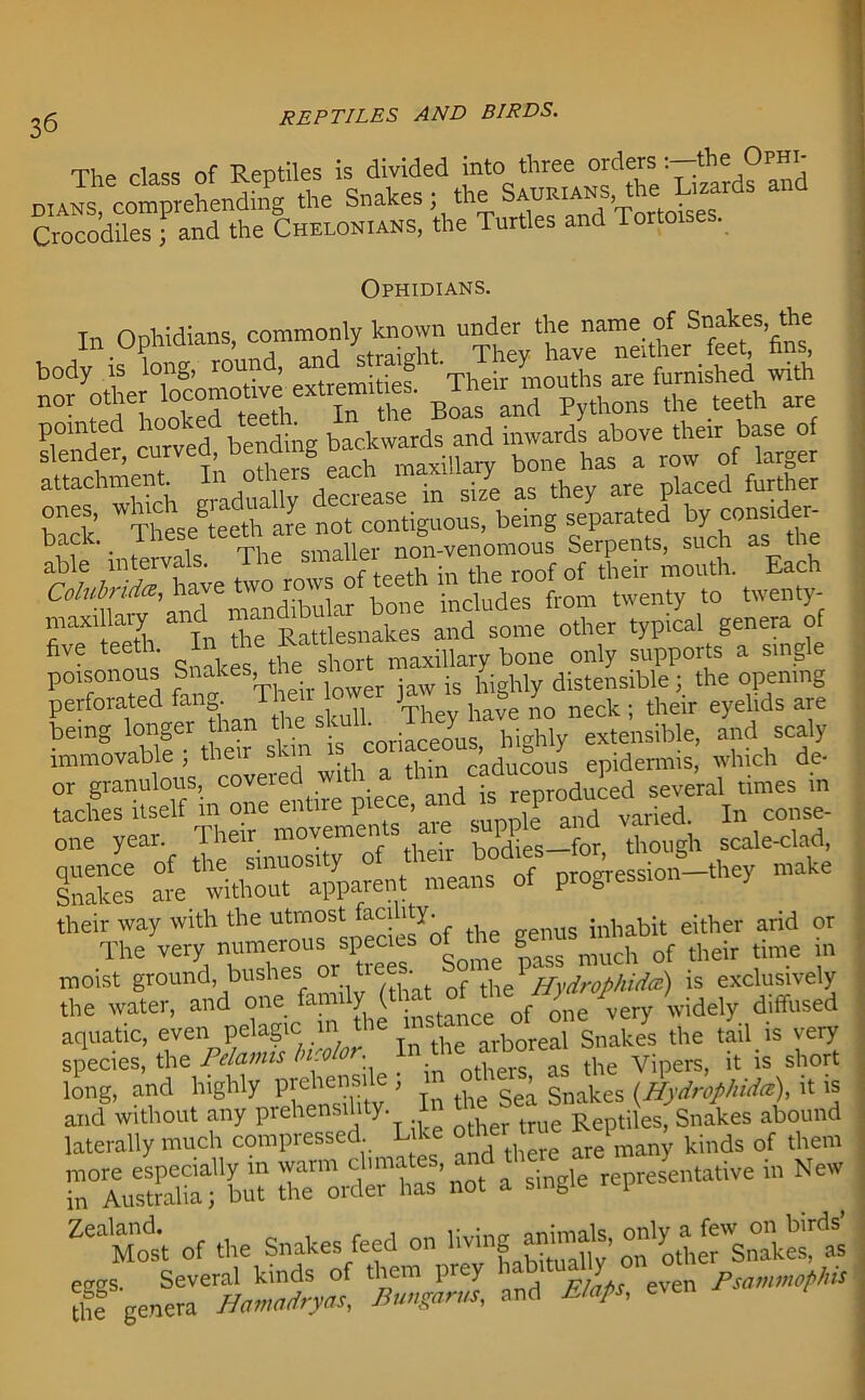 The class of Reptiles is divided into three orders : the 0phi- mans, comprehending the Snakes; the sADMMS,^he^ar = an Crocodiles ; and the Chelonians, the Turtles and Tortoise . Ophidians. t nnhidians commonly known under the name of Snakes, the hnrk TheseSteeth are not contiguous, being separated by consider- back._ these teem non-Venomous Serpents, such as the able mterva . , .1 q-,e r0of of their mouth. Each includesfrom twenty to twenty- maxillary and ma dband some other typical genera of ft Qnakes the short maxillary bone only supports a single poisonous Snakes, trie s ^ , distellsible; the opening perforated fan&. Thpv have no neck ; their eyelids are being longer than the and scaly immovable ; their sku [|.|n c’aducom epidermis, which de- or granulous, coveied v nrnduced several times m taches itself in one entire piece, and sjeprojuc,* sere ^ ^ °e ye“of ^e^sinmosity ofStheir bodies-for, though scale-clad Snakes afe without apparent means of progress,on-.hey make their way with the utmost focihty. inhabit either arid or The very numerous specms of the of their time in moist ground, bushes or ti • S t Hydr ophite) is exclusively the water, and one family (thaot me■. ; j widely diffused aquatic, even pelagic m the the tail is very species, the Pelamts Incolor In the= aiboi^ ^ vipers> it is short long, and highly prehensile , gnakes ffydrtphida,), it is and without any prehensih y- Reptiles, Snakes abound laterally much compressed. Like otatrue Kei^, kinds of them has'not a single representative in New ^tt of the Snakes feed on eggs. Several kinds of them prey Psatnmophis SI genera Hamadryas, Bmgarm, and Elafs,