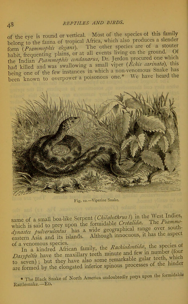 of the eve is round or vertical. Most of the species ot this family belong to the fauna of tropical Africa, which also produces a slender form (Psammophis elegans). The other species are of a stouter habit freciuenting plains, or at all events living on the ground. Ot the Indian Psammophis condanarus, Dr. Jerdon procured one which had killed and was swallowing a small viper (Ecfus carinata), this being one of the few instances in which a non-venomous bnake has been known to overpower a poisonous one.* We have heard the same of a small boa-like Serpent which is said to prey upon the formidable Crotaluia. The Psamnw 1Pna£ pulverulJus has a wide geographical range over: south- eastern Asia and its islands. Although innocuous, .t has the aspect of a venomous species. . , ., , cnprips of In a kindred African family, the Rachiodontida, the species 0 Dasypeltis have the maxillary teeth minute and few ^ to seven); but they have also some remarkable teeth, h^ are formed by the elongated inferior spinous processes * The Black Snake of North America undoubtedly preys upon the formidable Rattlesnake.—Ed.