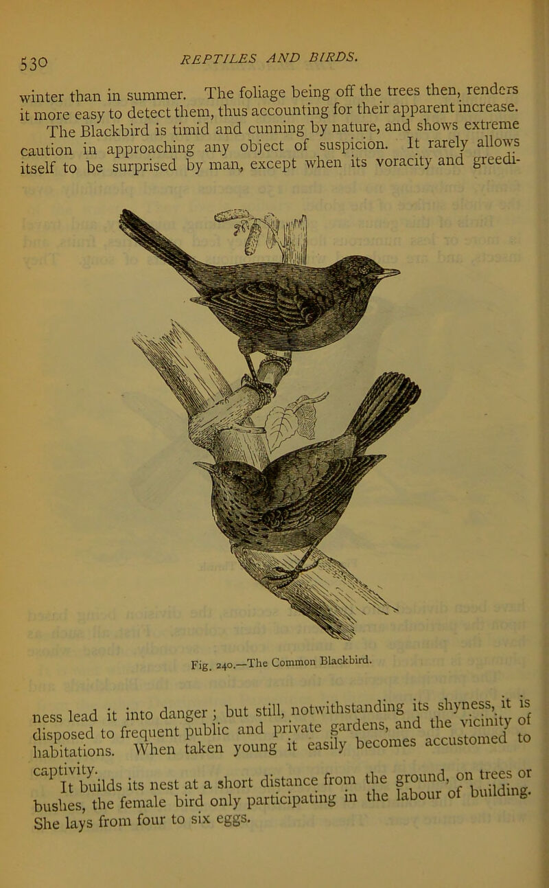 winter than in summer. The foliage being off the trees then, rendms it more easy to detect them, thus accounting for their apparent increase. The Blackbird is timid and cunning by nature, and shows extreme caution in approaching any object of suspicion. It rarely allows itself to be surprised by man, except when its voracity and greech- Fig 24o —The Common Blackbird. ness lead it into danger; but still, notwithstanding its shyness, « is disnosed to frequent public and private gardens, and the mci ) hEtils When taken young it easily becomes accustomed to “PItV,&ds its nest at a short distance from the pound on trees or bushes, the female bird only participating in the labour of building. She lays from four to six eggs.