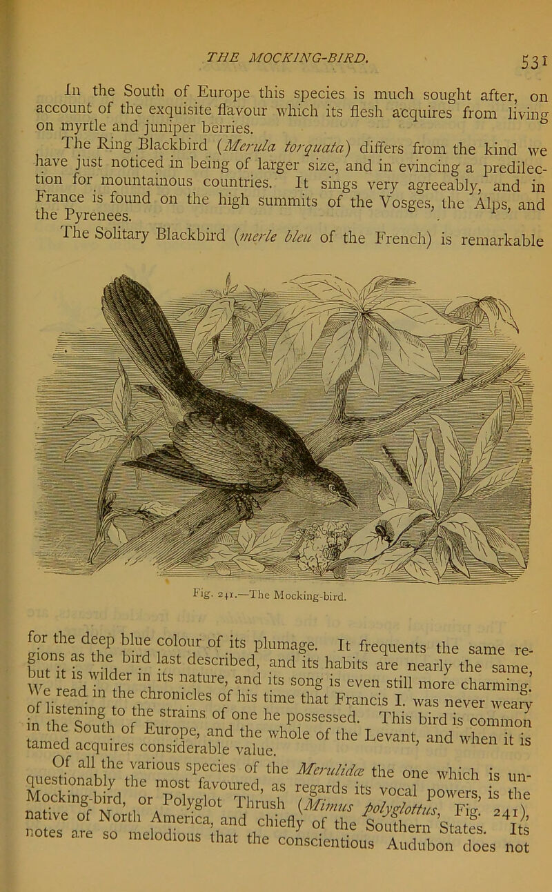 THE MOCKING-BIRD, In the South of Europe this species is much sought after, on account of the exquisite flavour which its flesh acquires from living on myrtle and juniper berries. The Ring Blackbird (.Merida torquata) differs from the kind we have just noticed in being of larger size, and in evincing a predilec- tion for mountainous countries. It sings very agreeably, and in France is found on the high summits of the Vosges, the Alps and the Pyrenees. . I he Solitary Blackbird (merle bleu of the French) is remarkable ig. 241.—The Mocking-bird. for the deep blue colour of its plumage. It frequents the same re- butTt k thlH bU'd kSt described> and its habits are nearly the same We eldnature, and its song is even still more charming. \ e read in the chronicles of his time that Francis I. was never wearv in theeSouSth of F StramS °f,T he, P°ssessed- This bird is common m the South of Europe, and the whole of the Levant, and when it is tamed acquires considerable value Mocking-bird, or Polyglot ThU ®“J?f 0teVs a°e °f le Soathe™ bat?s. Its are so melodious that the conscientious Audubon does not