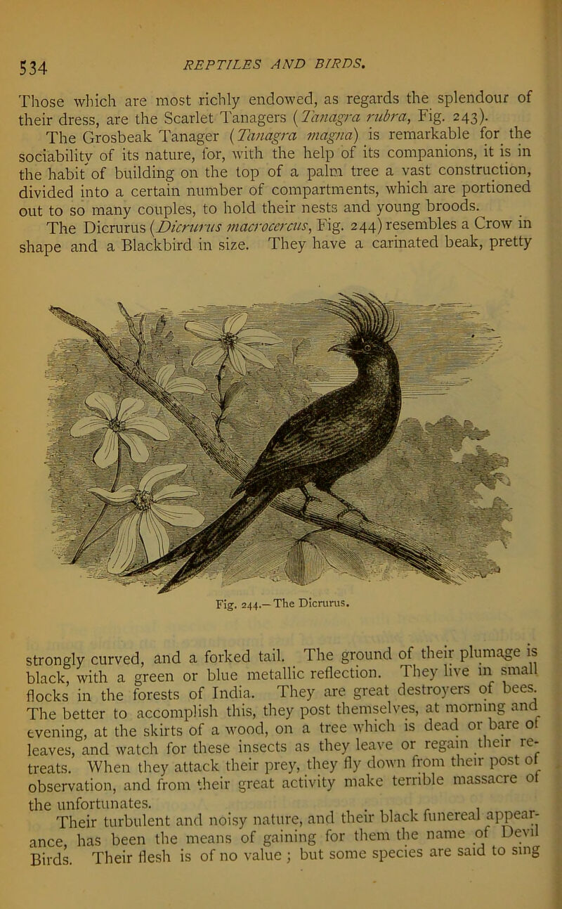 Those wliicli are most richly endowed, as regards the splendour of their dress, are the Scarlet Tanagers (Tanagra rubra, Fig. 243). The Grosbeak Tanager (Tanagra magna) is remarkable for the sociability of its nature, for, with the help of its companions, it is in the habit of building on the top of a palm tree a vast construction, divided into a certain number of compartments, which are portioned out to so many couples, to hold their nests and young broods. The Dicrurus (Dicrurus macroccrcus, Fig. 244) resembles a Crow in shape and a Blackbird in size. They have a carinated beak, pretty Fig. 244.—The Dicrurus. strongly curved, and a forked tail. The ground of their plumage is black, with a green or blue metallic reflection. They live in small flocks in the forests of India. They are great destroyers of bees The better to accomplish this, they post themselves, at morning and evening, at the skirts of a wood, on a tree which is dead or bare ot leaves, and watch for these insects as they leave or regain t leir re- treats. When they attack their prey, they fly down from their post of observation, and from their great activity make terrible massacre 0 the unfortunates. . . Their turbulent and noisy nature, and their black funereal appeal- ance has been the means of gaining for them the name of Devil Birds. Their flesh is of no value ; but some species are said to sing