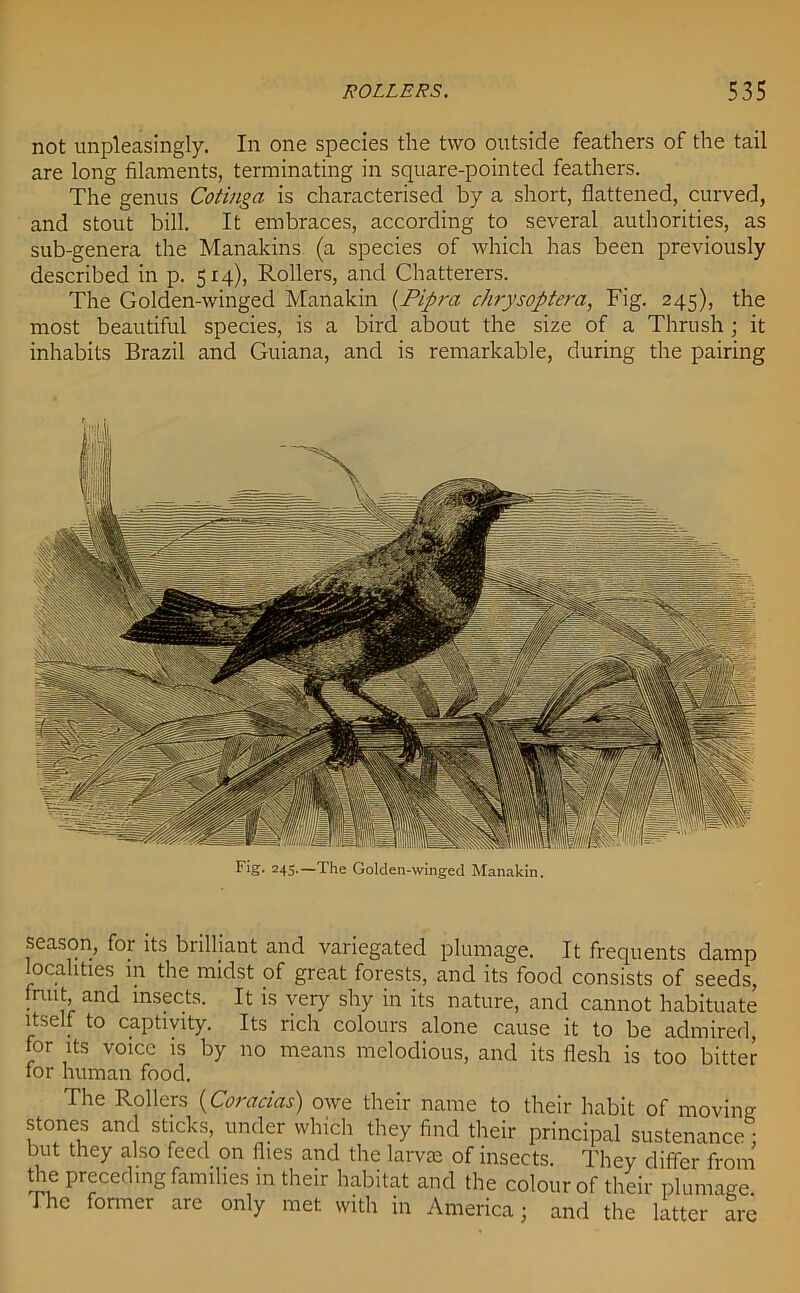 not unpleasingly. In one species the two outside feathers of the tail are long filaments, terminating in square-pointed feathers. The genus Cotinga is characterised by a short, flattened, curved, and stout bill. It embraces, according to several authorities, as sub-genera the Manakins (a species of which has been previously described in p. 5x4), Rollers, and Chatterers. The Golden-winged Manakin (Pipra chrysoptera, Fig. 245), the most beautiful species, is a bird about the size of a Thrush ; it inhabits Brazil and Guiana, and is remarkable, during the pairing Fig. 245.—The Golden-winged Manakin. season, for its brilliant and variegated plumage. It frequents damp localities in the midst of great forests, and its food consists of seeds, fruit and insects. It is very shy in its nature, and cannot habituate itself to captivity. Its rich colours alone cause it to be admired, for its voice is by no means melodious, and its flesh is too bitter for human food. The Rollers (Coracias) owe their name to their habit of moving stones and sticks, under which they find their principal sustenance • but they also feed on flies and the larvae of insects. They differ from the preceding families in their habitat and the colour of their plumage The former are only met with in America; and the latter are