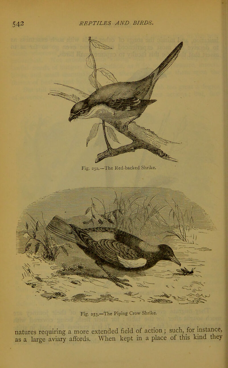 Fig. 252.—The Red-backed Shrike. Fig. 233.—The Piping Crow Shrike. natures requiring a more extended field of action; such, for instance, as a large aviary affords. When kept in a place of this kind they