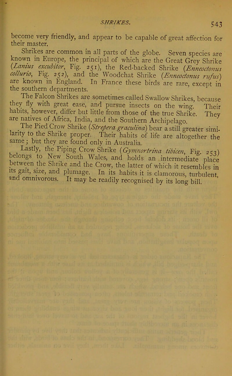 become very friendly, and appear to be capable of great affection for their master. Shrikes are common in all parts of the globe. Seven species are known in Europe, the principal of which are the Great Grey Shrike (Lanins excubit or, Fig. 251), the Red-backed Shrike (.Enneoctonus collurio, Fig. 252), and the Woodchat Shrike ('Enneoctonus rufus) are known in England. In France these birds are rare, except in the southern departments. The Falcon Shrikes are sometimes called Swallow Shrikes, because they fly with great ease, and pursue insects on the win°- Their habits, however, differ but little from those of the true Shrike. They are natives of Africa, India, and the Southern Archipelago. .The Pied Crow Shrike (Strepera graculind) bear a still greater simi- larity to the Shrike proper, Their habits of life are altogether the same; but they are found only in Australia. Lastly, the Piping Crow Shrike (Gymnortrina tibicen, Fig 2Z1) belongs to New South Wales, and holds an intermediate place between the Shrike and the Crow, the latter of which it resembles in its gait, size, and plumage. In its habits it is clamorous, turbulent and omnivorous. It may be readily recognised by its long bill.