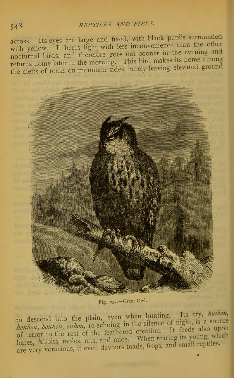 across. Its eyes are large and fixed, with black pupils surrounded with yellow. It bears light with less inconvenience than the other nocturnal birds, and therefore goes out sooner m the evening and returns home later in the morning. This bird makes its home among the clefts of rocks on mountain sides, rarely leaving ele\ated g Fig. 254.—Great Owl. to descend into the plain, even when hunting. houhott, bouhou, ouhou, re-echoing in the silence a > of terror to the rest of the feathered creation. It feed; a so upo hares rabbits, moles, rats, and mice. When 1 earing 1 s \ are very voracious, it even devours toads, frogs, and sm