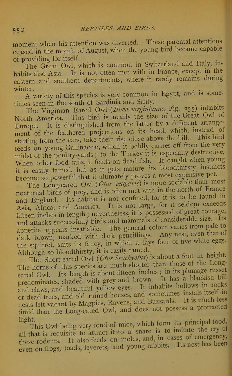 moment when his attention was diverted. These parental attentions ceased in the month of August, when the young bird became capable of providing for itself. . „ . , . . T , The Great Owl, which is common m Switzerland and Italy, in- habits also Asia. It is not often met with in France, except in the eastern and southern departments, where it rarely remains during winter. ' . , . A variety of this species is very common in Fgypt, and is some- times seen in the south of Sardinia and Sicily. . The Virginian Eared Owl (Bubo virginianus, Fig. 255) inhabits North America. This bird is nearly the size of the Great Owl of Europe. It is distinguished from the latter by a different arrange- ment of the feathered projections on its head, which, instead ot starting from the ears, take their rise close above the bill. I his bird feeds on young Gallinacese, which it boldly carries ott from the very midst of the poultry-yards ; to the Turkey it is especially destructive. When other food fails, it feeds on dead -fish. If caught when young it is easily tamed, but as it gets mature its bloodthirsty instincts become so powerful that it ultimately proves a most expensive pet. The Long-eared Owl (O/us vulgaris) is more sociable than most nocturnal birds of prey, and is often met with in the north of France and England. Its habitat is not confined, for it is to be found m Asia, Africa, and America. It is not large, for it seldonr exceeds fifteen inches in length; nevertheless, it is possessed of great cour g , and attacks successfully birds and mammals of considerable size. Its appetite appears insatiable. The general colour varies from pale to daik brown, marked with dark pencilhngs. Any nest, even that of the squirrel, suits its fancy, in which it lays four or five white eags. Although so bloodthirsty, it is easily tamed.. . , . , The Short-eared Owl (O/us brachyo/us) is about a toot in beg- The horns of this species are much shorter than those of the Lo g- eared Owl. Its length is about fifteen inches ; in its plumage russet predominates, shaded with grey and brown It has a blackish bill and claws, and beautiful yellow eyes. It inhabits ho lows 1 n locks or dead trees, and old ruined houses, and sometimes I' ^al sel nests left vacant by Magpies, Ravens, and Buzzards. It is much les timid than the Long-eared Owl, and does not possess a protracted fligThiS Owl being very fond of mice, which form its principal food all that is requisite to attract it to a snare is to imitate the cry ot these rodents. It also feeds on moles, and in cases c^ even on frogs, toads, leverets, and young rabbits. Its nest has been