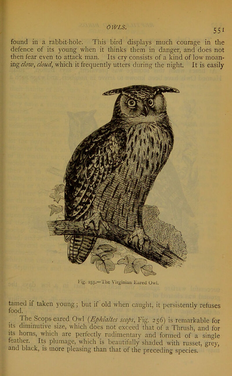 01VLS. 551 found in a rabbit-hole. This bird displays much courage in the defence of its young when it thinks them in danger, and does not then fear even to attack man. Its cry consists of a kind of low moan- ing clow, cloud, which it frequently utters during the night. It is easily fig. 255.—The Virginian Eared Owl. tamed if taken young; but if old when caught, it persistently refuses food. . Tllc Scops-eared Owl {Ep/dalles scops, Fig. 256) is remarkable for its diminutive size, which does not exceed that of a Thrush, and for its horns, which are perfectly rudimentary and formed of a single feather. Its plumage, which is beautifully shaded with russet, grey, and black, is more pleasing than that of the preceding species.