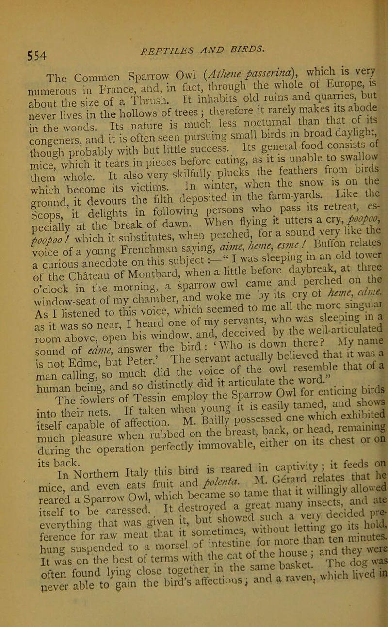 554 The Common Sparrow Owl {Athene passenna) which is very numerous in France, and, in fact, through the whole of Europe is about the size of a Thrush. It inhabits old rums and quarries, but never lives in the hollows of trees ; therefore it rarely makes its abode in the woods. Its nature is much less nocturnal than that of its conveners and it is often seen pursuing small birds in broad dayligh. though probably with but little success. Its general food consists of mice which it tears in pieces before eating, as it is unable to swallow them whole. It also very skilfully plucks the feathers from hires which become its victims. In winter, when the snow is on he ground, it devours the filth deposited in the Iuke the Scons it delights in following persons who pass its retreat es peciaUy at the break of dawn. When flying it utters a cry poopoo 'poopoo/ which it substitutes, when perched for a sound very hhe voice of a young Frenchman s^ng, a rnrinus anecdote on this subject. l uas sieepu 0 , into their “‘Sof Action 7. Badly possessed one which exhibited ,Bbia„C Northern Italy this bird is reared in itself to be caressed. It destroyed a g ,/verv decidcd pre- everything that was given it, hr without letting go its hold, ference for raw meat that s0™e u'^’ fen minutes. ir^sTnPr ti°of = tith «re cat ^ house, and ^