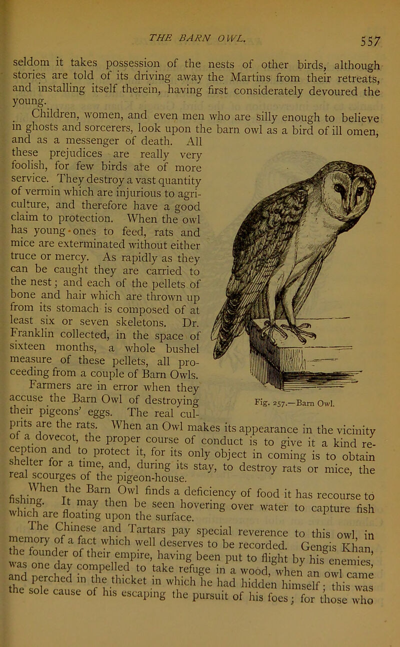 THE DARN OWL. 55 7 seldom it takes possession of the nests of other birds, although stories are told ot its driving away the Martins from their retreats, and installing itself therein, having first considerately devoured the young. Children, women, and even men who are silly enough to believe in ghosts and sorcerers, look upon the barn owl as a bird of ill omen and as a messenger of death. All these prejudices are really very foolish, for few birds ate of more service. They destroy a vast quantity of vermin which are injurious to agri- culture, and therefore have a good claim to protection. When the owl has young-ones to feed, rats and mice are exterminated without either truce or mercy. As rapidly as they can be caught they are carried to the nest; and each of the pellets of bone and hair which are thrown up from its stomach is composed of at least six or seven skeletons. Dr. Franklin collected, in the space of sixteen months, a whole bushel measure of these pellets, all pro- ceeding from a couple of Barn Owls. Farmers are in error when they accuse the Barn Owl of destroying their pigeons' eggs. The real cul- prits are the rats. When an Owl makes its appearance in the vicinity of a dovecot, the proper course of conduct is to give it a kind re- shelteTr ? ^ itS ^ obJect in comin§ is to obtain ■ elter for a time, and, during its stay, to destroy rats or mice the real scourges of the pigeon-house. J ’ me fishin?611 l>h<mBar?t 0Wi1 finds a1deficiency of food k has recourse to whiT.rP (In,7 hCn bi£ seeK‘hovering over water to capture fish winch are floating upon the surface. Fhe Chinese and Tartars pay special reverence to this owl in memory of a fact which well deserves to be recorded. Gengis Khan toe founder of their empire, having been put to flight by hhfenemies* as one day compelled to take refuge in a wood when ™ m„i*’ and perched in the thicket in which he had hidden himself - ame the sole cause of his escaping the pursuit of his fo^”fof those S Fig. 257.—Barn Owl.