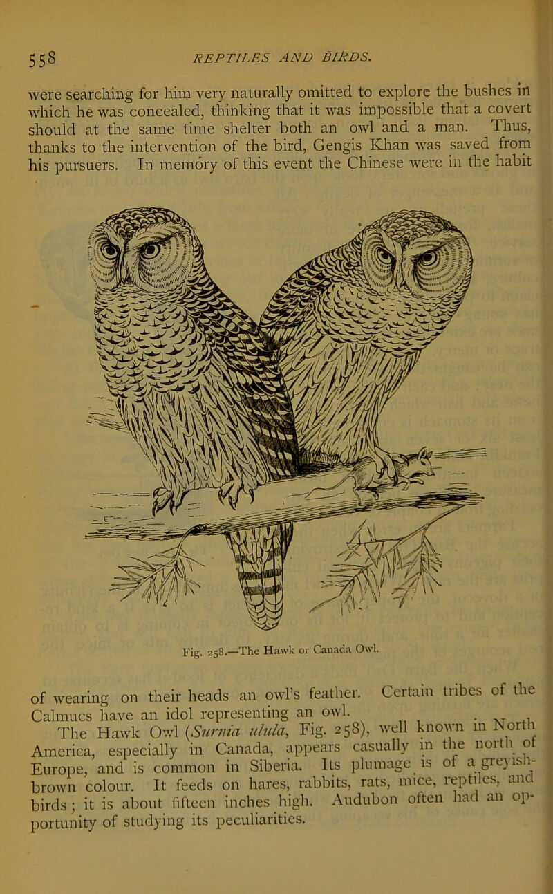 were searching for him very naturally omitted to explore the bushes in which he was concealed, thinking that it was impossible that a covert should at the same time shelter both an owl and a man. Thus, thanks to the intervention of the bird, Gengis Khan was saved from his pursuers. In memory of this event the Chinese were in the habit Fig. 258.—The Hawk or Canada Owl. of wearing on their heads an owl’s feather. Certain tribes ot the Calmucs have an idol representing an owl. . XT , The Hawk 0/1 (Surnia ulula, Fig. 258), well known in North America, especially in Canada, appears casually in the north ot Europe, and is common in Siberia. Its plumage is of a greyish- brown colour. It feeds on hares, rabbits, rats, mice, reptiles, and birds; it is about fifteen inches high. Audubon olten had an op- portunity of studying its peculiarities.