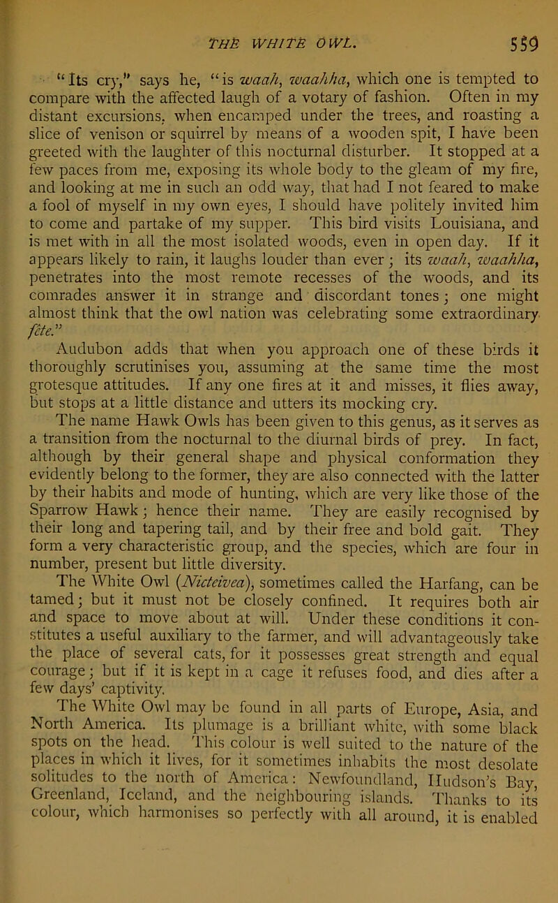 THE WHITE OWL. 5$9 “ Its cry,’' says he, “ is waah, waahha, which one is tempted to compare with the affected laugh of a votary of fashion. Often in my distant excursions, when encamped under the trees, and roasting a slice of venison or squirrel by means of a wooden spit, I have been greeted with the laughter of this nocturnal disturber. It stopped at a few paces from me, exposing its whole body to the gleam of my fire, and looking at me in such an odd way, that had I not feared to make a fool of myself in my own eyes, I should have politely invited him to come and partake of my supper. This bird visits Louisiana, and is met with in all the most isolated woods, even in open day. If it appears likely to rain, it laughs louder than ever; its waah, ivaahha, penetrates into the most remote recesses of the woods, and its comrades answer it in strange and discordant tones; one might almost think that the owl nation was celebrating some extraordinary fete.'1 Audubon adds that when you approach one of these birds it thoroughly scrutinises you, assuming at the same time the most grotesque attitudes. If any one fires at it and misses, it flies away, but stops at a little distance and utters its mocking cry. The name Hawk Owls has been given to this genus, as it serves as a transition from the nocturnal to the diurnal birds of prey. In fact, although by their general shape and physical conformation they evidently belong to the former, they are also connected with the latter by their habits and mode of hunting, which are very like those of the Sparrow Hawk; hence their name. They are easily recognised by their long and tapering tail, and by their free and bold gait. They form a very characteristic group, and the species, which are four in number, present but little diversity. The White Owl (Nicteivea), sometimes called the Harfang, can be tamed; but it must not be closely confined. It requires both air and space to move about at will. Under these conditions it con- stitutes a useful auxiliary to the farmer, and will advantageously take the place of several cats, for it possesses great strength and equal courage; but if it is kept in a cage it refuses food, and dies after a few days’ captivity. The White Owl may be found in all parts of Europe, Asia, and North America. Its plumage is a brilliant white, with some black spots on the head. This colour is well suited to the nature of the places in which it lives, for it sometimes inhabits the most desolate solitudes to the north of America: Newfoundland, Hudson’s Bay, Greenland, Iceland, and the neighbouring islands. Thanks to its colour, which harmonises so perfectly with all around, it is enabled