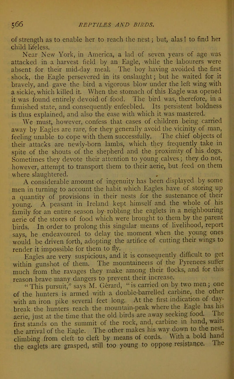 of strength as to enable her to reach the nest; but, alas! to find her child lifeless. Near New York, in America, a lad of seven years of age was attacked in a harvest field by an Eagle, while the labourers were absent for their mid-day meal. The boy having avoided the first shock, the Eagle persevered in its onslaught • but he waited for it bravely, and gave the bird a vigorous blow under the left wing with a sickle, which killed it. When the stomach of this Eagle was opened it was found entirely devoid of food. The bird was, therefore, in a famished state, and consequently enfeebled. Its persistent boldness is thus explained, and also the ease with which it was mastered. We must, however, confess that cases of children being carried away by Eagles are rare, for they generally avoid the vicinity of man, feeling unable to cope with them successfully. The chief objects of their attacks are newly-born lambs, which they frequently take in spite of the shouts of the shepherd and the proximity of his dogs. Sometimes they devote their attention to young calves; they do not, however, attempt to transport them to their aerie, but feed on them where slaughtered. A considerable amount of ingenuity has been displayed by some men in turning to account the habit which Eagles have of storing up a quantity of provisions in their nests for the sustenance of their young. A peasant in Ireland kept himself and the whole of his family for an entire season by robbing the eaglets in a neighbouring aerie of the stores of food which were brought to them by the parent birds. In order to prolong this singular means of livelihood, report says, he endeavoured to delay the moment when the young ones would be driven forth, adopting the artifice of cutting their wings to render it impossible for them to fly. Eagles are very suspicious, and it is consequently difficult to get within gunshot of them. The mountaineeis of the Pyienees sufter much from the ravages they make among their flocks, and for this reason brave many dangers to prevent their increase. “ This pursuit,” says M. Gerard, “ is carried on by two men; one of the hunters is armed with a double-barrelled carbine, the other with an iron pike several feet long. At the first indication of day- break the hunters reach the mountain-peak where the Eagle has his aerie, just at the time that the old birds are away seeking food, dhc first stands on the summit of the rock, and, carbine in hand, wraits the arrival of the Eagle. The other makes his way down to the nest, climbing from cleft to cleft by means of cords. W ith a bold hand the eaglets are grasped, still too young to oppose resistance. 1 he