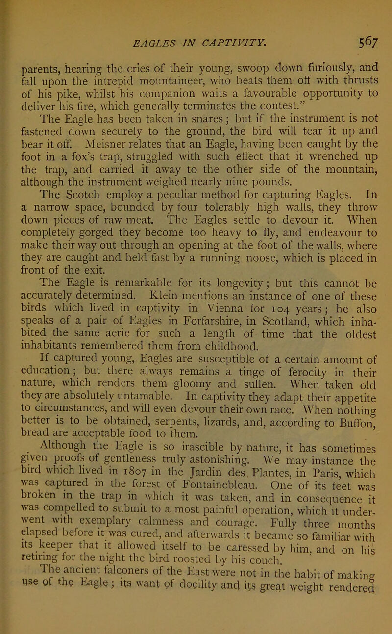 EAGLES IN CAPTIVITY. 5<57 parents, hearing the cries of their young, swoop down furiously, and fall upon the intrepid mountaineer, who beats them off with thrusts of his pike, whilst his companion waits a favourable opportunity to deliver his fire, which generally terminates the contest.” The Eagle has been taken in snares; but if the instrument is not fastened down securely to the ground, the bird will tear it up and bear it off. Meisner relates that an Eagle, having been caught by the foot in a fox's trap, struggled with such effect that it wrenched up the trap, and carried it away to the other side of the mountain, although the instrument weighed nearly nine pounds. The Scotch employ a peculiar method for capturing Eagles. In a narrow space, bounded by four tolerably high walls, they throw down pieces of raw meat. The Eagles settle to devour it. When completely gorged they become too heavy to fly, and endeavour to make their way out through an opening at the foot of the walls, where they are caught and held fast by a running noose, which is placed in front of the exit. The Eagle is remarkable for its longevity; but this cannot be accurately determined. Klein mentions an instance of one of these birds which lived in captivity in Vienna for 104 years; he also speaks of a pair of Eagles in Forfarshire, in Scotland, which inha- bited the same aerie for such a length of time that the oldest inhabitants remembered them from childhood. If captured young, Eagles are susceptible of a certain amount of education; but there always remains a tinge of ferocity in their nature, which renders them gloomy and sullen. When taken old they are absolutely untamable. In captivity they adapt their appetite to circumstances, and will even devour their own race. When nothing better is to be obtained, serpents, lizards, and, according to Buffon, bread are acceptable food to them. Although the Eagle is so irascible by nature, it has sometimes given proofs of gentleness truly astonishing. We may instance the bird which lived in 1807 in the Jardin des Plantes, in Paris, which was captured in the forest of Fontainebleau. One of its feet was broken in the trap in which it was taken, and in consequence it was compelled to submit to a most painful operation, which it under- went with exemplary calmness and courage. Fully three months elapsed before it was cured, and afterwards it became so familiar with its keeper that it allowed itself to be caressed by him, and 011 his retiring for the night the bird roosted by his couch. I he ancient falconers of the East were not in the habit of making Use of the Eagle; US want of docility and its great weight rendered