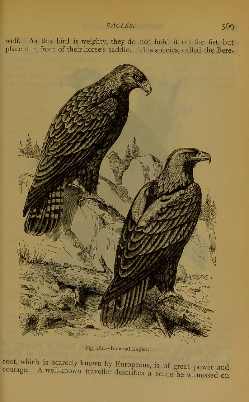 5^9 wolf. As this bird is weighty, they do not hold it on the fist, but place it in front of their horse’s saddle. This species, called the Bere- coot, which is scarcely known by Europeans courage. A well-known traveller describes a is of great power and scene he witnessed on