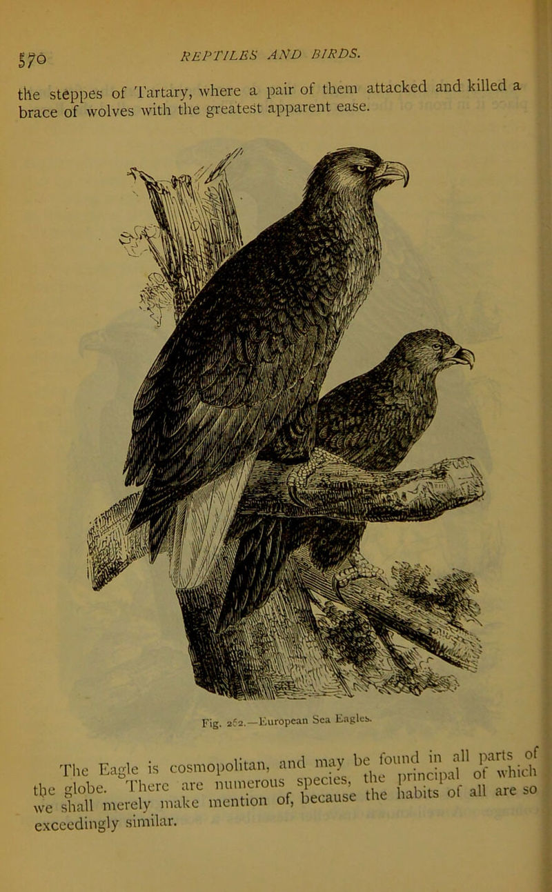 the steppes of Tartary, where a pair ot them attacked and killed a brace of wolves with the greatest apparent ease. Fig. 2?2.—European Sea Eagles. The Eagle is cosmopolitan, and may’ f''oTwhidi the globe. There are numerous spec.es t i of all are so we shall merely make mention ot, Decause exceedingly similar.