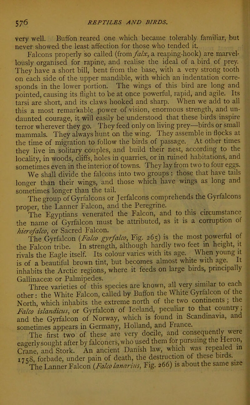 very well. Buffon reared one which became tolerably familiar, but never showed the least affection for those who tended it. Falcons properly so called (from falx, a reaping-hook) are marvel- lously organised for rapine, and realise the ideal of a bird of prey. They have a short bill, bent from the base, with a very strong tooth on each side of the upper mandible, with which an indentation corre- sponds in the lower portion. The wings of this bird are long and pointed, causing its flight to be at once powerful, rapid, and agile. Its tarsi are short, and its claws hooked and sharp. When we add to all this a most remarkable power of vision, enormous strength, and un- daunted courage, it will easily be understood that these birds inspire terror wherever they go. They feed only on living prey—birds or small mammals. They always hunt on the wing. They assemble in flocks at the time of migration to follow the birds of passage. At other times they live in solitary couples, and build their nest, according to the locality, in woods, cliffs, holes in quarries, or in ruined habitations, and sometimes even in the interior of towns. They lay from two to four eggs. We shall divide the falcons into two groups : those that have tails longer than their wings, and those which have wings as long and sometimes longer than the tail. The group of Gyrfalcons or Jerfalcons comprehends the Gyrfalcons proper, the Lanner Falcon, and the Peregrine. The Egyptians venerated the Falcon, and to this circumstance the name of Gyrfalcon must be attributed, as it is a corruption ot hierofalco, or Sacred Falcon. The Gyrfalcon {Falco gyrfalco, Fig. 265) is the most powerful of the Falcon tribe. In strength, although hardly two feet in height, it rivals the Eagle itself. Its colour varies with its age. When young it is of a beautiful brown tint, but becomes almost white with age. It inhabits the Arctic regions, where it feeds on large birds, principally Gallinacese or Palmipedes. , Three varieties of this species are known, all very similar to each other: the White Falcon, called by Buffon the White Gyrfalcon of the North, which inhabits the extreme north of the two continents; the Falco islandicus, or Gyrfalcon of Iceland, peculiar to that country ; and the Gyrfalcon of Norway, which is found in Scandinavia, and sometimes appears in Germany, Plolland, and fiance. The first two of these are very docile, and consequently were eagerly sought after by falconers, who used them for pursuing the Heron, Crane, and Stork. An ancient Danish law, which was repealed in 17eg, forbade, under pain of death, the destruction of these buds. The Lanner Falcon (Fa/colanarii/s, Fig. 266) is about the same size