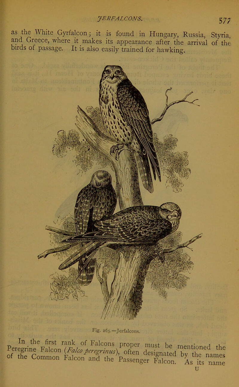 JERFALCONS. 5 77 as the bite Gyrfalcon; it is found in Hungary, Russia, Styria, and Greece, where it makes its appearance after the arrival of the birds of passage. It is also easily trained for hawking. Fig. 265.—Jcrfalcons. proper must be mentioned the (Often designated by the names assenger Falcon. As its name u In the first rank of Falcons Peregrine Falcon (Falco peregrinus) of the Common Falcon and the