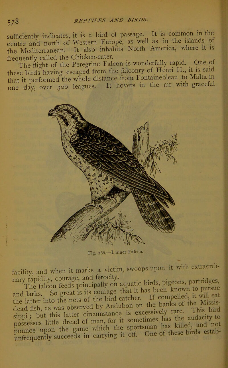 573 sufficiently indicates, it is a bird of passage. It is common in the centre and north of Western Europe, as well as in the islands of the Mediterranean. It also inhabits North America, where it is frequently called the Chicken-eater. _ ., , The flight of the Peregrine Falcon is wonderfully rapid. _ One ot these birds having escaped from the falconry of Henri II., it is said that it performed the whole distance from Fontainebleau to Malta m one day, over 300 leagues. It hovers in the air with graceful Fig. 266.—Lnnner Falcon. facility, and when it marks a victim, swoops upon it with cxtracrc.i- birds, pigeons, partridges. 1 11 qn areatis its courage that it has been known to pursue the^laUer'intcTthe^ets of Sd-catcher. If contpeUed it rv^eat dead fish, as was observed by Audubon on the banks o sSi but this latter circumstance is excessively -- H»s bud possesses little dread of man, for it sometimes has the audacity pounce upon the game which [infrequently succeeds in carrying it off. One of these oiru