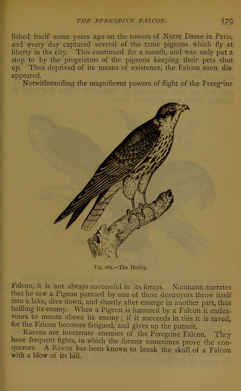 lished itself some years ago on the towers of Notre Dame in Paris, and every day captured several of the tame pigeons which fly at liberty in the city. This continued for a month, and was only put a stop to by the proprietors of the pigeons keeping their pets shut up. Thus deprived of its means of existence, the Falcon soon dis- appeared. Notwithstanding the magnificent powers of flight of the Peregrine Fig. 267—The Hobby. Falcon, it is not always successful in its forays. Naumann narrates that he saw a Pigeon pursued by one of these destroyers throw itself into a lake, dive down, and shortly after emerge in another part, thus baffling its enemy. When a Pigeon is harassed by a Falcon it endea- vours to mount above its enemy; if it succeeds in this it is saved, for the k alcon becomes fatigued, and gives up the pursuit. Ravens are inveterate enemies of the Peregrine Falcon. They have frequent fights, in which the former sometimes prove the con- querors. A Raven has been known to break the skull of a Falcon with a blow of its bill.