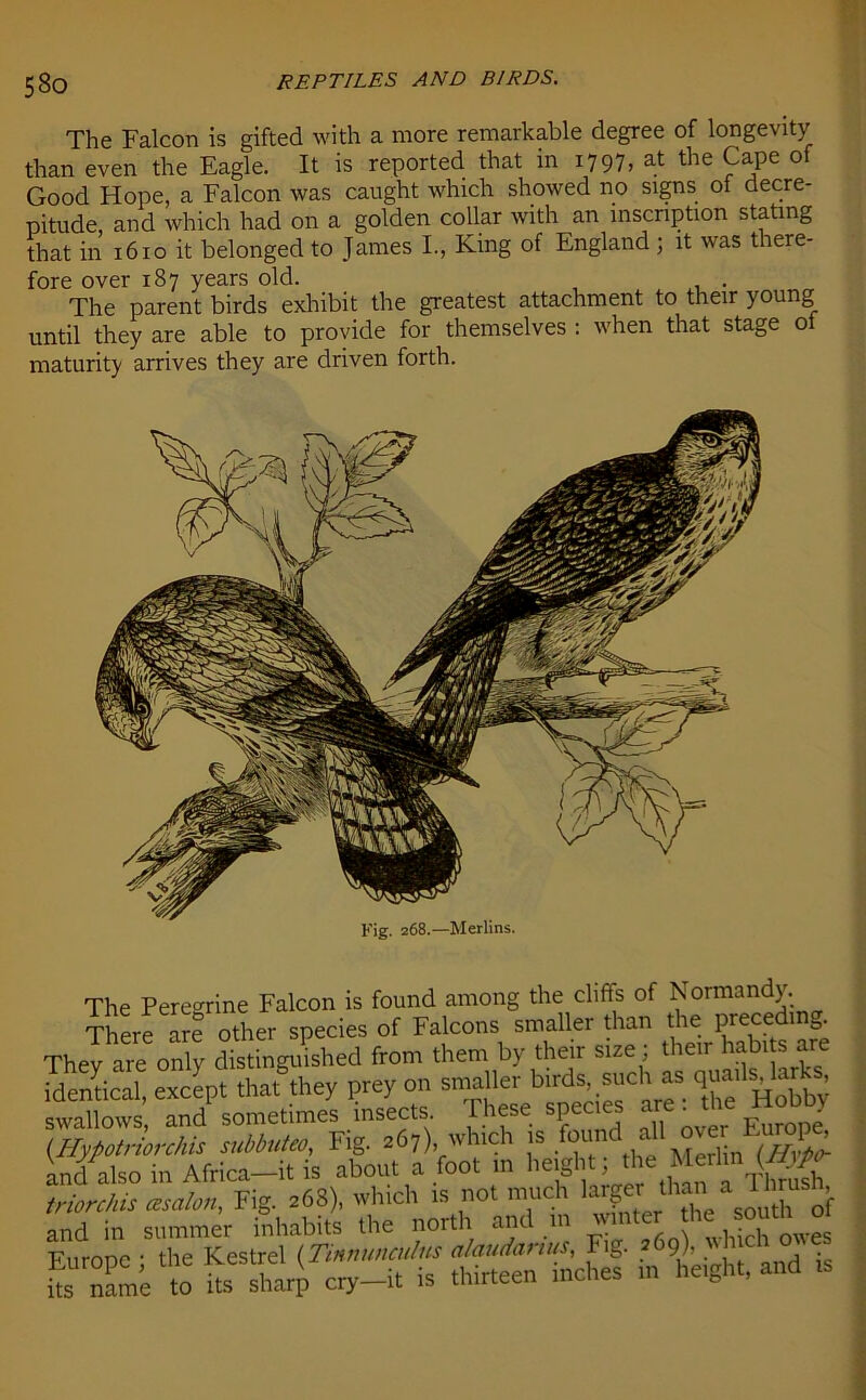 The Falcon is gifted with a more remarkable degree of longevity than even the Eagle. It is reported that in 1797, at the Cape of Good Hope, a Falcon was caught which showed no signs ol decre- pitude, and which had on a golden collar with an inscription stating that in 1610 it belonged to James I., King of England; it was there- fore over 187 years old. . The parent birds exhibit the greatest attachment to their young until they are able to provide for themselves : when that stage ot maturity arrives they are driven forth. ■Merlins. The Pereo-rine Falcon is found among the cliffs of Normandy. There lre other species of Falcons smaller than the preceding. They are only distinguished from them by their size; their habits are identical, except that they prey on smaller birds such as ’ swallows, and sometimes insects. I hese species . • ; (Hypotriorchis subbuteo, Fig. 267) which nd.,f “. PS and also in Africa—it is about a foot 111 height; the Meilm (Afj/w- triorchis asctton, Fig. 268), which is not much ‘han a J hnt h, and in summer inhabits the north and in wmto the southjt £££ * in'chef in tight, and is