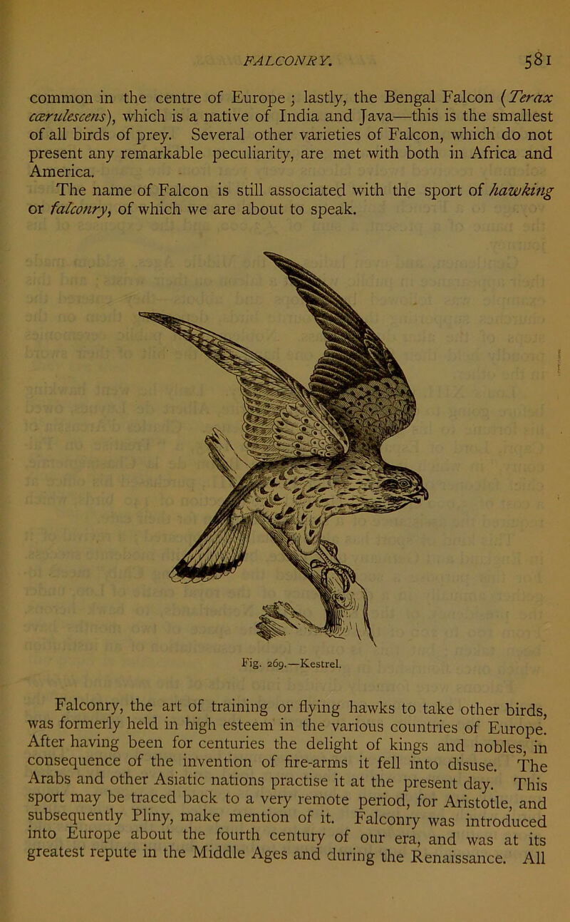 common in the centre of Europe ; lastly, the Bengal Falcon (Ter ax ccerulescens), which is a native of India and Java—this is the smallest of all birds of prey. Several other varieties of Falcon, which do not present any remarkable peculiarity, are met with both in Africa and America. The name of Falcon is still associated with the sport of hawking or falconry, of which we are about to speak. Fig. 269.—Kestrel. Falconry, the art of training or flying hawks to take other birds, was formerly held in high esteem in the various countries of Europe! After having been for centuries the delight of kings and nobles, in consequence of the invention of fire-arms it fell into disuse. The Arabs and other Asiatic nations practise it at the present day. This sport may be traced back to a very remote period, for Aristotle, and subsequently Pliny, make mention of it. Falconry was introduced into Europe about the fourth century of our era, and was at its greatest lepute in the Middle Ages and during the Renaissance. All