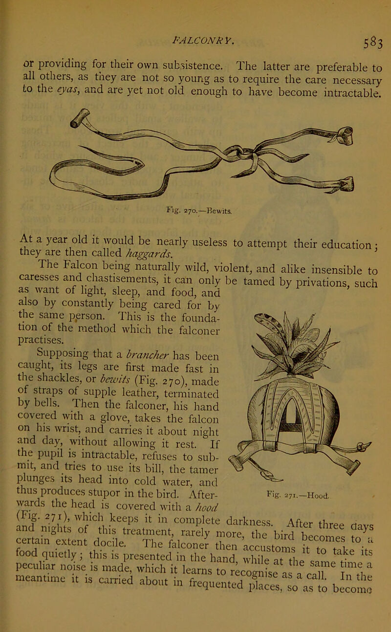 or providing for their own subsistence. The latter are preferable to all others, as they are not so young as to require the care necessary to the eyas, and are yet not old enough to have become intractable. At a year old it would be nearly useless to attempt their education ; they are then called haggards. The Falcon being naturally wild, violent, and alike insensible to caresses and chastisements, it can only be tamed by privations, such as want of light, sleep, and food, and also by constantly being cared for by the same person. This is the founda- tion of the method which the falconer practises. Supposing that a brancher has been caught, its legs are first made fast in the shackles, or bezvits (Fig. 270), made of straps of supple leather, terminated by bells. Then the falconer, his hand covered with a glove, takes the falcon on his wrist, and carries it about night and day, without allowing it rest. If the pupil is intractable, refuses to sub- ^ mit, and tries to use its bill, the tamer plunges its head into cold water, and thus produces stupor in the bird. After- wards the head is covered with a hood (mg. 271), which keeps it in complete darkness Afta. .i and nights of this treatment, f*7* certain extent docile. The felconer then accustom F t0 tt food quietly; this is presented in the hand while m tl ° ta^e ltS peculiar noise is made, which it learns to recognise as a r'Tl a meantime ,, » carried about in frequented cesaflo beco™ Fig. 271.—Hood.