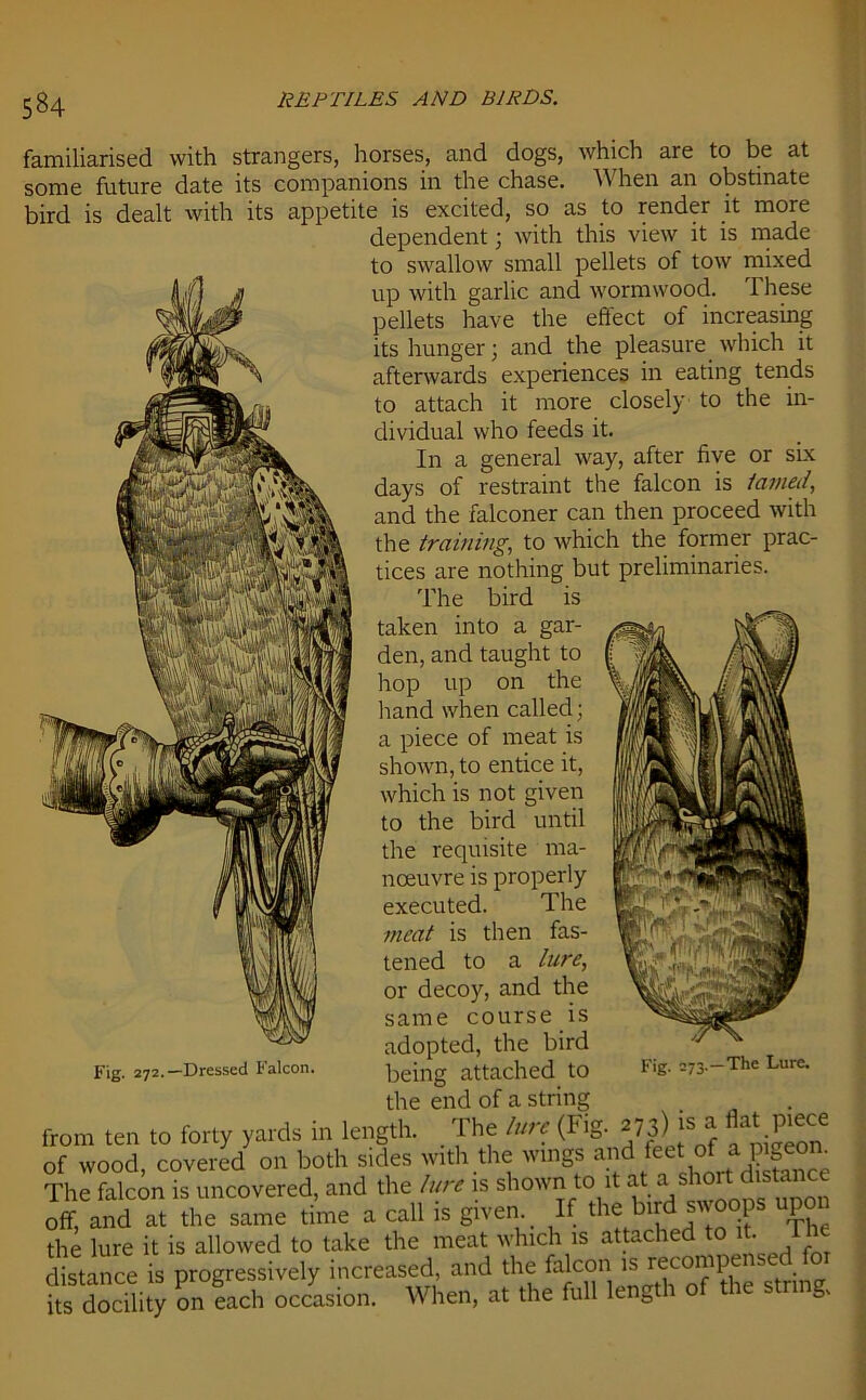 familiarised with strangers, horses, and dogs, which are to be at some future date its companions in the chase. When an obstinate bird is dealt with its appetite is excited, so as to render it more dependent; with this view it is made to swallow small pellets of tow mixed up with garlic and wormwood. These pellets have the effect of increasing its hunger ; and the pleasure which it afterwards experiences in eating tends to attach it more closely to the in- dividual who feeds it. In a general way, after five or six days of restraint the falcon is lamed, and the falconer can then proceed with the training, to which the former prac- tices are nothing but preliminaries. The bird is taken into a gar- den, and taught to hop up on the hand when called; a piece of meat is shown, to entice it, which is not given to the bird until the requisite ma- noeuvre is properly executed. The meat is then fas- tened to a lure, or decoy, and the same course is adopted, the bird Fig. 272.—Dressed iaicon. being attached to the end of a string from ten to forty yards in length. The lure (Big. 273) Js* at;^e of wood, covered on both sides with the wings and feet of a pigeon. The falcon is uncovered, and the lure is shown to it at a.short^stance off, and at the same time a call is given If the bird sv.oops up the lure it is allowed to take the meat which is attached to it. I distance is progressively increased, and the falcon is recompensed fo fts docility In each occasion. When, at the full length of the string. Fig. 273.—The Lure.