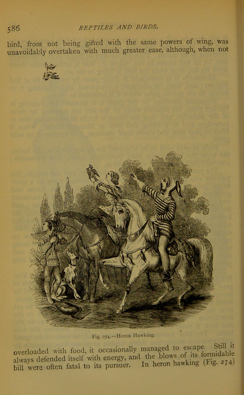 bird, from not being gifted with the same powers of wing, was unavoidably overtaken with much greater ease, although, when not Fig. 274. —Heron Hawking. overloaded with food, it occasionally managed to escap* Stdm always defended itself with energy, and the blows of tii iortn'd bill were often fatal to its pursuer. In heron hawking (Fig. 2,4)