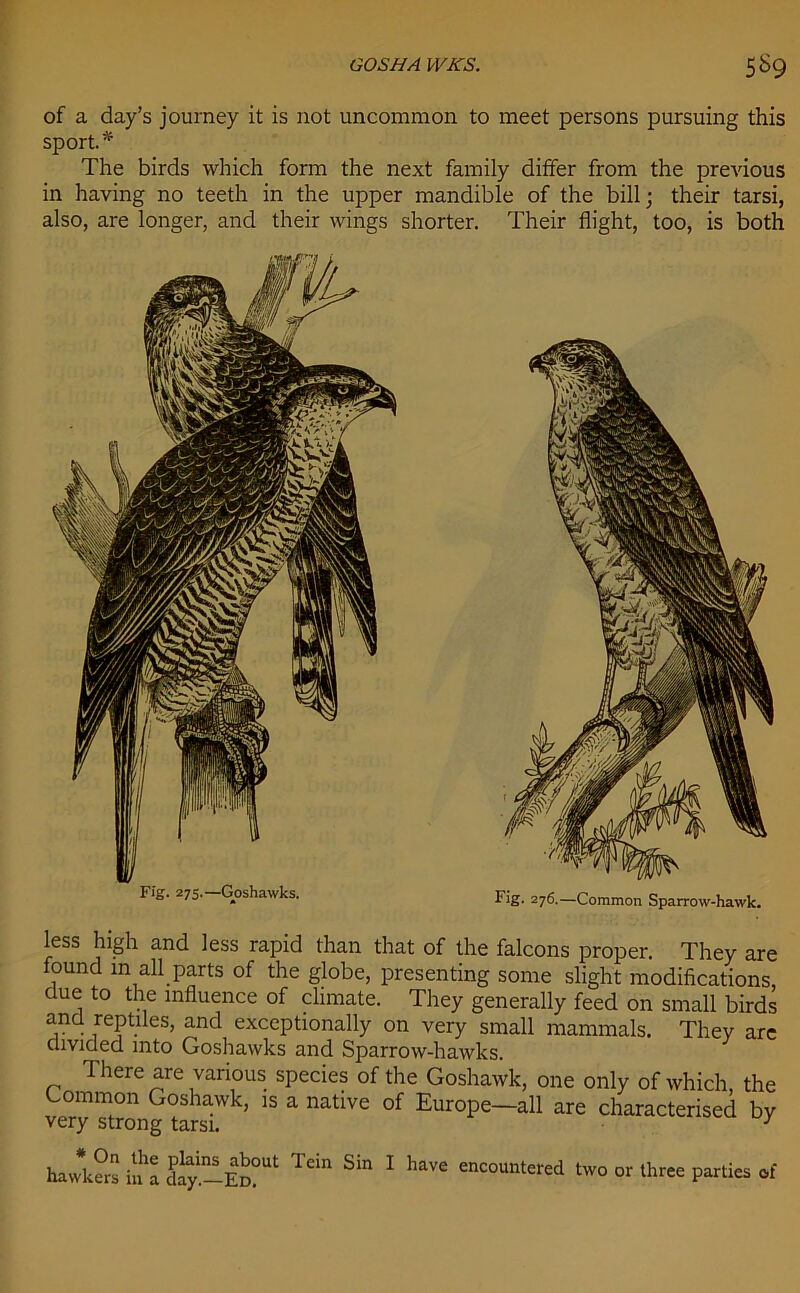 of a day’s journey it is not uncommon to meet persons pursuing this sport. * The birds which form the next family differ from the previous in having no teeth in the upper mandible of the bill; their tarsi, also, are longer, and their wings shorter. Their flight, too, is both Fig. 275.—Goshawks. Fig. 276.—Common Sparrow-hawk. less high and less rapid than that of the falcons proper. They are found in all parts of the globe, presenting some slight modifications, due to the influence of climate. They generally feed on small birds and reptiles, and exceptionally on very small mammals. They are divided into Goshawks and Sparrow-hawks. There are various species of the Goshawk, one only of which, the Common Goshawk, is a native of Europe—all are characterised by very strong tarsi. } hawkers in a day!-Em ^ ^ ^ 1 ^ encounter^ two or three parties of