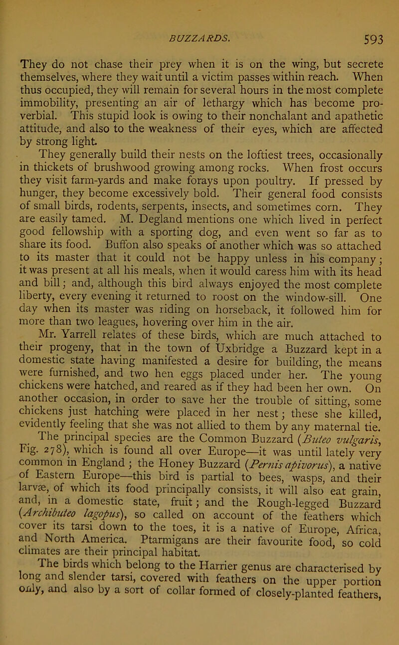 They do not chase their prey when it is on the wing, but secrete themselves, where they wait until a victim passes within reach. When thus occupied, they will remain for several hours in the most complete immobility, presenting an air of lethargy which has become pro- verbial. This stupid look is owing to their nonchalant and apathetic attitude, and also to the weakness of their eyes, which are affected by strong light. They generally build their nests on the loftiest trees, occasionally in thickets of brushwood growing among rocks. When frost occurs they visit farm-yards and make forays upon poultry. If pressed by hunger, they become excessively bold. Their general food consists of small birds, rodents, serpents, insects, and sometimes corn. They are easily tamed. M. Degland mentions one which lived in perfect good fellowship with a sporting dog, and even went so far as to share its food. Buflfon also speaks of another which was so attached to its master that it could not be happy unless in his company; it was present at all his meals, when it would caress him with its head and bill; and, although this bird always enjoyed the most complete liberty, every evening it returned to roost on the window-sill. One day when its master was riding on horseback, it followed him for more than two leagues, hovering over him in the air. Mr. Yarrell relates of these birds, which are much attached to their progeny, that in the town of Uxbridge a Buzzard kept in a domestic state having manifested a desire for building, the means were furnished, and two hen eggs placed under her. The young chickens were hatched, and reared as if they had been her own. On another occasion, in order to save her the trouble of sitting, some chickens just hatching were placed in her nest; these she killed, evidently feeling that she was not allied to them by any maternal tie. The principal species are the Common Buzzard (Buteo vulgaris, Fig. 278), which is found all over Europe—it was until lately very common in England ; the Honey Buzzard (Bern's apivorus), a native of Eastern Europe—this bird is partial to bees, wasps, and their larvae, of which its food principally consists, it will also eat grain, and, in a domestic state, fruit; and the Rough-legged Buzzard (Archilniteo lagopus), so called on account of the feathers which cover its tarsi down to the toes, it is a native of Europe, Africa, and North America. Ptarmigans are their favourite food, so cold climates are their principal habitat. The birds which belong to the Harrier genus are characterised by long and slender tarsi, covered with feathers on the upper portion only, and also by a sort of collar fonned of closely-planted feathers,