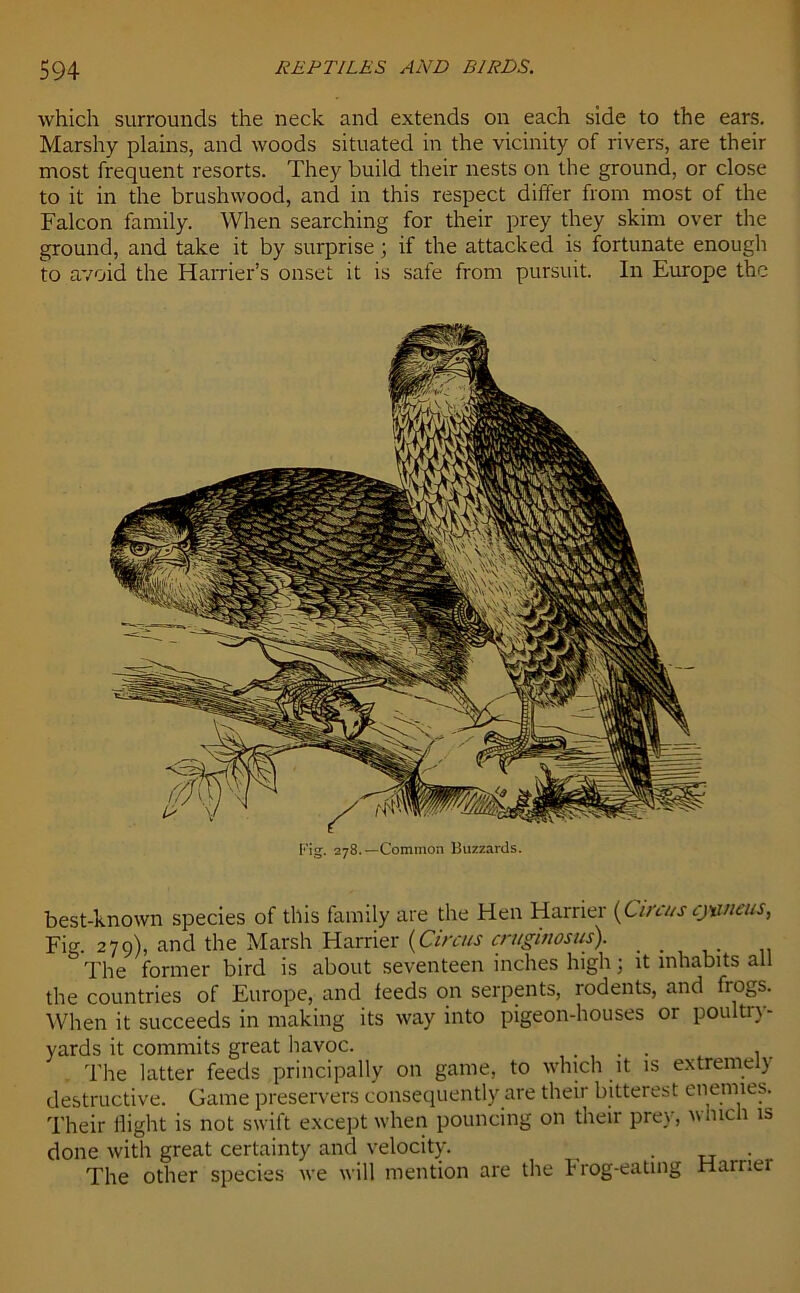 which surrounds the neck and extends on each side to the ears. Marshy plains, and woods situated in the vicinity of rivers, are their most frequent resorts. They build their nests on the ground, or close to it in the brushwood, and in this respect differ from most of the Falcon family. When searching for their prey they skim over the ground, and take it by surprise; if the attacked is fortunate enough to avoid the Harrier’s onset it is safe from pursuit. In Europe the best-known species of this family are the Hen Harrier {Circus cjwieus, Fig. 279), and the Marsh Harrier (Circus cruginosus). _ The former bird is about seventeen inches high; it inhabits all the countries of Europe, and feeds on serpents, rodents, and fiogs. When it succeeds in making its way into pigeon-houses or poultry- yards it commits great havoc. ..... , . The latter feeds principally on game, to which it is extremei) destructive. Game preservers consequently are their bitterest enemies. Their flight is not swift except when pouncing on their prey, winch is done with great certainty and velocity. . . The other species we will mention are the Frog-eating Harrier