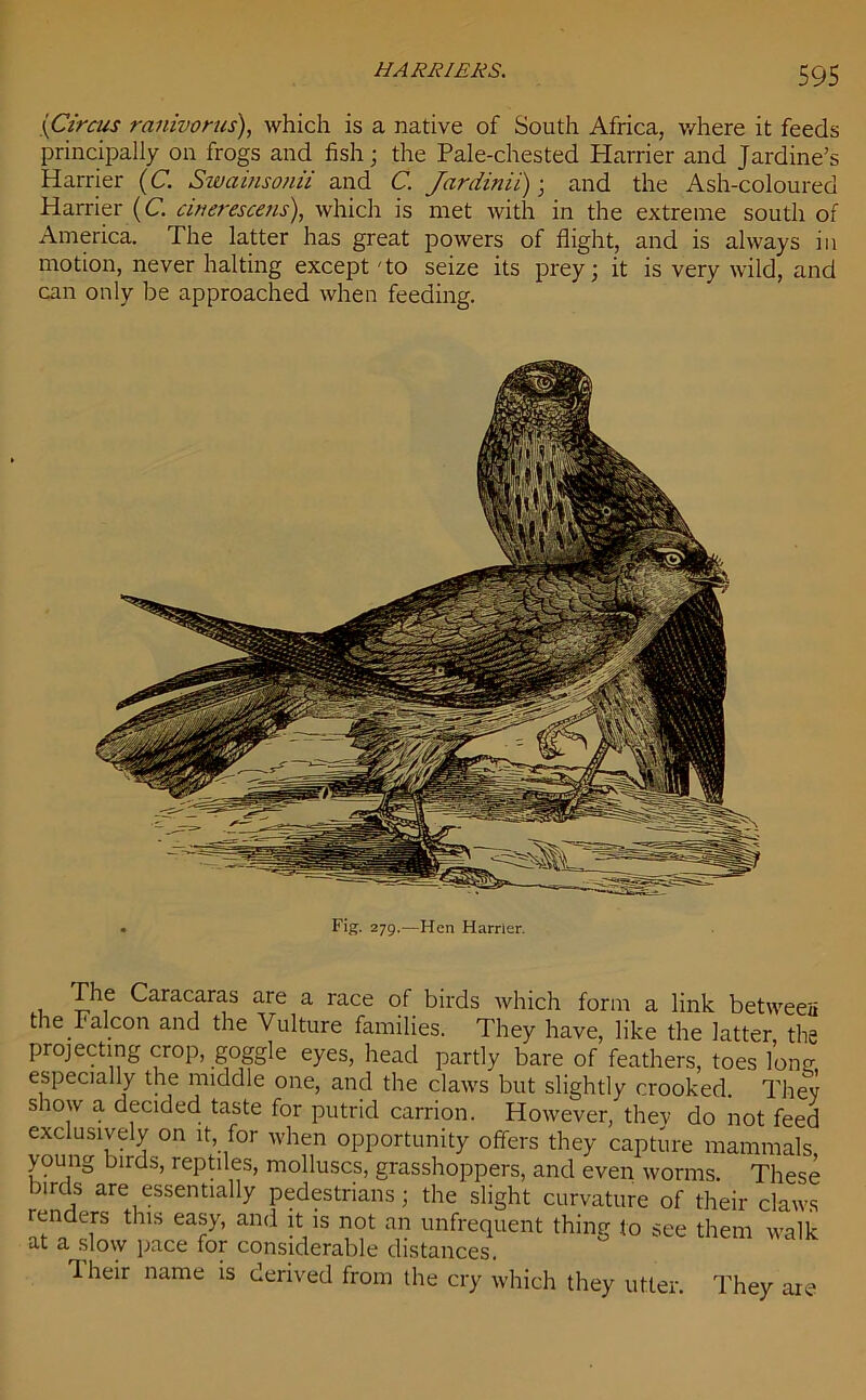 HARRIERS. (Circus raiiivorus), which is a native of South Africa, where it feeds principally on frogs and fish; the Pale-chested Harrier and Jardine’s Harrier (C. Swainsonii and C. Jardinii) ; and the Ash-coloured Harrier (C. cinerescens), which is met with in the extreme south of America. The latter has great powers of flight, and is always in motion, never halting except'to seize its prey; it is very wild, and can only be approached when feeding. Fig. 279.—Hen Harrier. Caracaras are a race ol birds which form a link between the Falcon and the Vulture families. They have, like the latter the projecting crop, goggle eyes, head partly bare of feathers, toes Ion- especially the middle one, and the claws but slightly crooked. They show a decided taste for putrid carrion. However, they do not feed exclusively on it for when opportunity offers they capture mammals young buds, reptiles, molluscs, grasshoppers, and even worms. These birds are essentially pedestrians; the slight curvature of their claws renders this easy, and it is not an unfrequent thing to see them walk at a slow pace for considerable distances. Iheir name is derived from the cry which they utter. They are