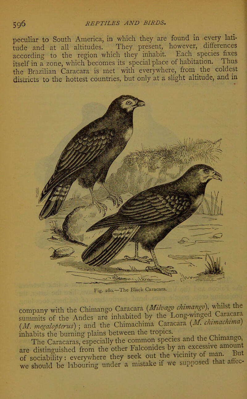 peculiar to South America, in which they are found in every lati- tude and at all altitudes. They present, however, differences according to the region which they inhabit. Each species fixes itself in a zone, which becomes its special place of habitation. Thus the Brazilian Caracara is met with everywhere, from _ the coldest districts to the hottest countries, but only at a slight altitude, and in Fig. 280.—The Black Caracara. company with the Chimango Caracara (Milvago chimango), whilst the summits of the Andes are inhabited by the Long-winge ar‘ . (M. megalopterus); and the Chimachima Caracara (M c/umachma) inhabits the burning plains between the tropics. The Caracaras, especially the common species and the Chimango, are distinguished from the other Falconides by an excessn e amoun of sociability: everywhere they seek out the vicinity o man. we should be labouring under a mistake if we supposed that atlec-