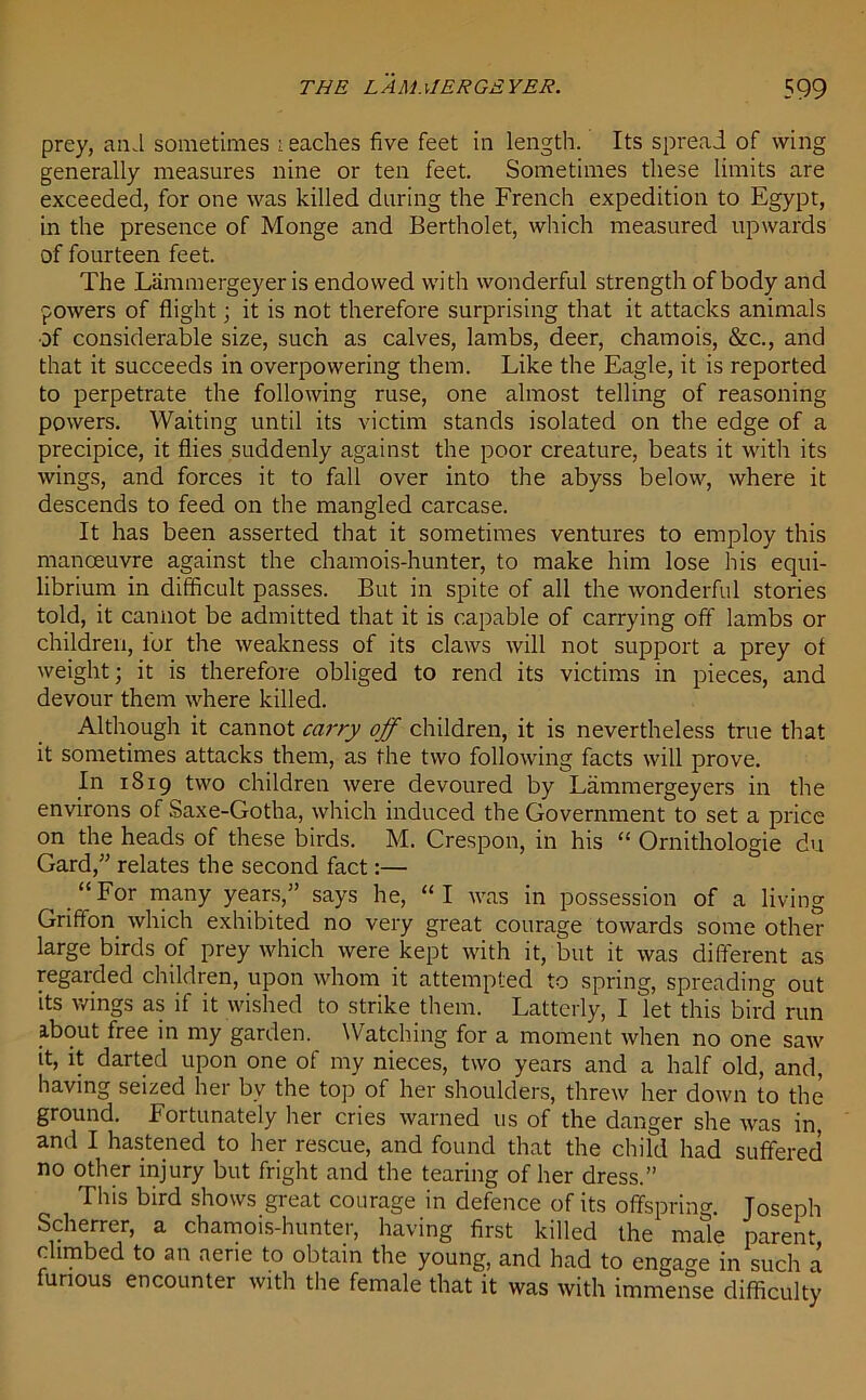 prey, and sometimes Leaches five feet in length. Its spread of wing generally measures nine or ten feet. Sometimes these limits are exceeded, for one was killed during the French expedition to Egypt, in the presence of Monge and Bertholet, which measured upwards of fourteen feet. The .Lammergeyer is endowed with wonderful strength of body and powers of flight; it is not therefore surprising that it attacks animals of considerable size, such as calves, lambs, deer, chamois, &c., and that it succeeds in overpowering them. Like the Eagle, it is reported to perpetrate the following ruse, one almost telling of reasoning powers. Waiting until its victim stands isolated on the edge of a precipice, it flies suddenly against the poor creature, beats it with its wings, and forces it to fall over into the abyss below, where it descends to feed on the mangled carcase. It has been asserted that it sometimes ventures to employ this manoeuvre against the chamois-hunter, to make him lose his equi- librium in difficult passes. But in spite of all the wonderful stories told, it cannot be admitted that it is capable of carrying off lambs or children, for the weakness of its claws will not support a prey of weight; it is therefore obliged to rend its victims in pieces, and devour them where killed. Although it cannot carry off children, it is nevertheless true that it sometimes attacks them, as the two following facts will prove. In 1819 two children were devoured by Lammergeyers in the environs of Saxe-Gotha, which induced the Government to set a price on the heads of these birds. M. Crespon, in his “ Ornithologie du Gard,” relates the second fact:— ^ “For many years,” says he, “I was in possession of a living Griffon which exhibited no very great courage towards some other large birds of prey which were kept with it, but it was different as regarded children, upon whom it attempted to spring, spreading out its wings as if it wished to strike them. Latterly, I let this bird run about free in my garden. Watching for a moment when no one saw it, it darted upon one of my nieces, two years and a half old, and, having seized her bv the top of her shoulders, threw her down to the ground. Fortunately her cries warned us of the danger she was in and I hastened to her rescue, and found that the child had suffered no other injury but fright and the tearing of her dress.” This bird shows great courage in defence of its offspring. Joseph Scherrer, a chamois-hunter, having first killed the male parent climbed to an aerie to obtain the young, and had to engage in such a furious encounter with the female that it was with immense difficulty