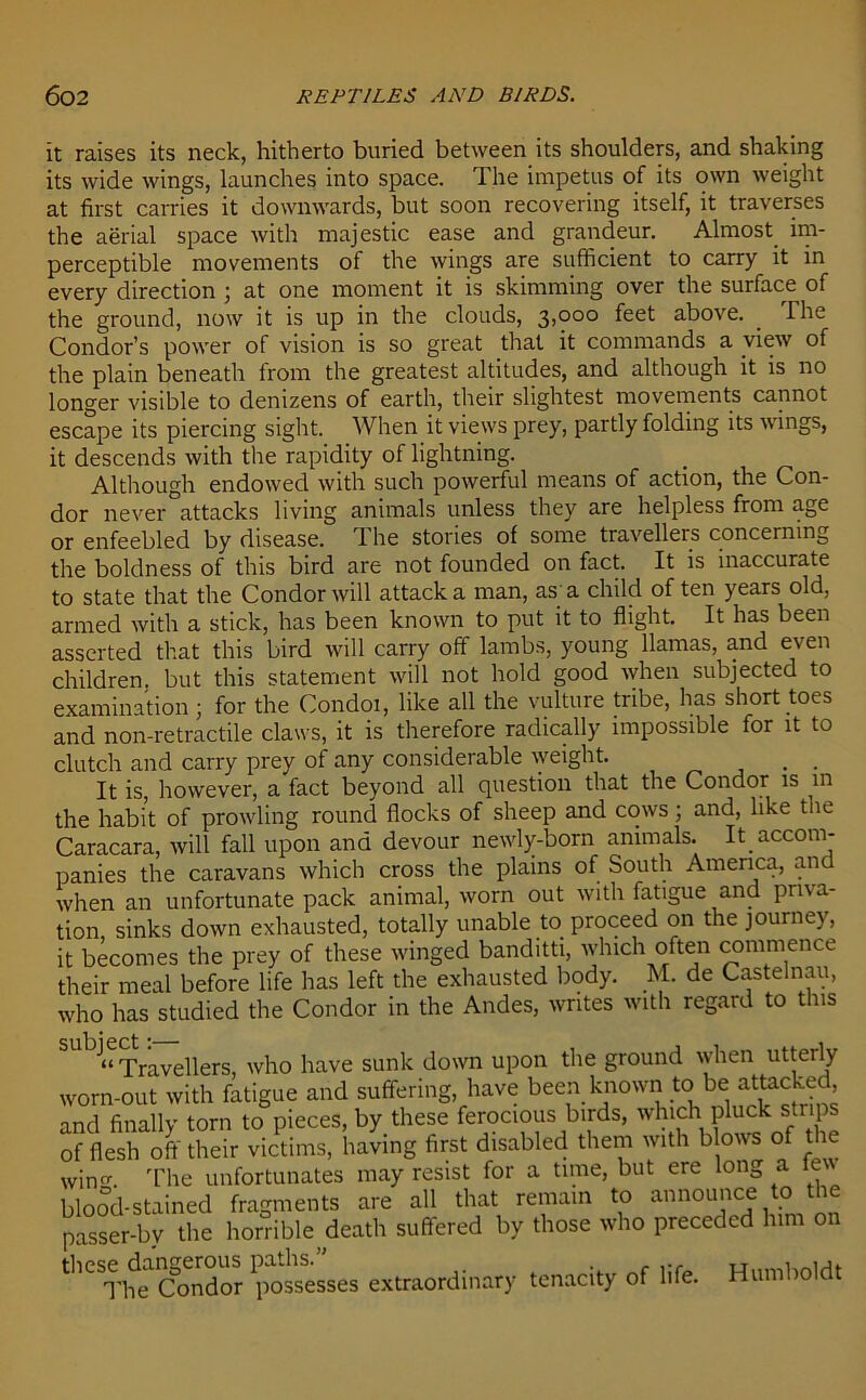 it raises its neck, hitherto buried between its shoulders, and shaking its wide wings, launches into space. The impetus of its own weight at first carries it downwards, but soon recovering itself, it traverses the aerial space with majestic ease and grandeur. Almost, im- perceptible movements of the wings are sufficient to carry it in every direction j at one moment it is skimming over the surface of the ground, now it is up in the clouds, 3,000 feet above. . The Condor’s power of vision is so great that it commands a view of the plain beneath from the greatest altitudes, and although it is no longer visible to denizens of earth, their slightest movements cannot escape its piercing sight. When it views prey, partly folding its wings, it descends with the rapidity of lightning. Although endowed with such powerful means of action, the Con- dor never attacks living animals unless they are helpless from age or enfeebled by disease. The stories of some travellers concerning the boldness of this bird are not founded on fact. It is inaccurate to state that the Condor will attack a man, as a child of ten years old, armed with a stick, has been known to put it to flight. It has been asserted that this bird will carry off lambs, young llamas, and even children, but this statement will not hold good when subjected to examination ; for the Condoi, like all the vulture tribe, has short toes and non-retractile claws, it is therefore radically impossible for it to clutch and carry prey of any considerable weight. . . It is, however, a fact beyond all question that the Condor is in the habit of prowling round flocks of sheep and cows; and, like the Caracara, will fall upon and devour newly-born animals. It. accom- panies the caravans which cross the plains of South America, and when an unfortunate pack animal, worn out with fatigue and priva- tion sinks down exhausted, totally unable to. proceed on the journey, it becomes the prey of these winged banditti, which often commence their meal before life has left the exhausted body. M. de Castelnau, who has studied the Condor in the Andes, writes with regard to this “ Travellers, who have sunk down upon the ground when utterly worn-out with fatigue and suffering, have been known to►be: atta eked and finally torn to pieces, by these ferocious birds, which pluck strips of flesh off their victims, having first disabled them with blows of the win The unfortunates may resist for a time, but ere long a fe blood-stained fragments are all that remain to announce to the passer-bv the horrible death suffered by those who preceded him 0 thcse.daigndor p0SsesSes extraordinary tenacity of life. Humboldt