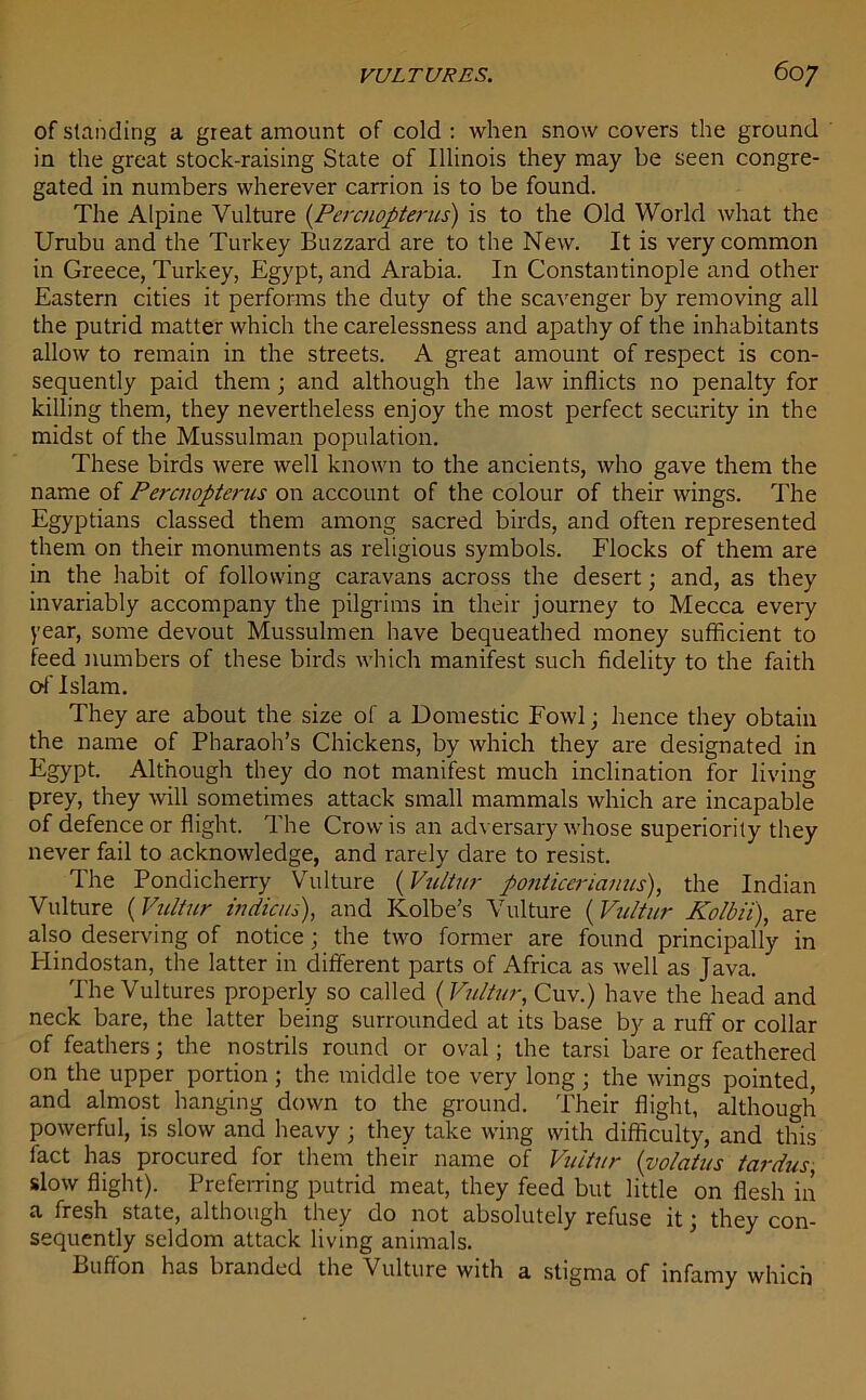 of standing a great amount of cold : when snow covers the ground in the great stock-raising State of Illinois they may be seen congre- gated in numbers wherever carrion is to be found. The Alpine Vulture (.Percnopterus) is to the Old World what the Urubu and the Turkey Buzzard are to the New. It is very common in Greece, Turkey, Egypt, and Arabia. In Constantinople and other Eastern cities it performs the duty of the scavenger by removing all the putrid matter which the carelessness and apathy of the inhabitants allow to remain in the streets. A great amount of respect is con- sequently paid them ; and although the law inflicts no penalty for killing them, they nevertheless enjoy the most perfect security in the midst of the Mussulman population. These birds were well known to the ancients, who gave them the name of Percnopterus on account of the colour of their wings. The Egyptians classed them among sacred birds, and often represented them on their monuments as religious symbols. Flocks of them are in the habit of following caravans across the desert; and, as they invariably accompany the pilgrims in their journey to Mecca every year, some devout Mussulmen have bequeathed money sufficient to feed numbers of these birds which manifest such fidelity to the faith of Islam. They are about the size of a Domestic Fowl; hence they obtain the name of Pharaoh’s Chickens, by which they are designated in Egypt. Although they do not manifest much inclination for living prey, they will sometimes attack small mammals which are incapable of defence or flight. The Crow is an adversary whose superiority they never fail to acknowledge, and rarely dare to resist. The Pondicherry Vulture (Vultur ponticcrianus), the Indian Vulture (Vultur indicus), and Kolbe’s Vulture (Vultur Kolbii), are also deserving of notice; the two former are found principally in I-Iindostan, the latter in different parts of Africa as well as Java. The Vultures properly so called (Vultur, Cuv.) have the head and neck bare, the latter being surrounded at its base by a ruff or collar of feathers; the nostrils round or oval; the tarsi bare or feathered on the upper portion ; the middle toe very long ; the wings pointed, and almost hanging down to the ground. Their flight, although powerful, is slow and heavy; they take wing with difficulty, and this fact has procured for them their name of Vultur (volcitus tardus, slow flight). Preferring putrid meat, they feed but little on flesh in a fresh state, although they do not absolutely refuse it; they con- sequently seldom attack living animals. Buffon has branded the Vulture with a stigma of infamy which