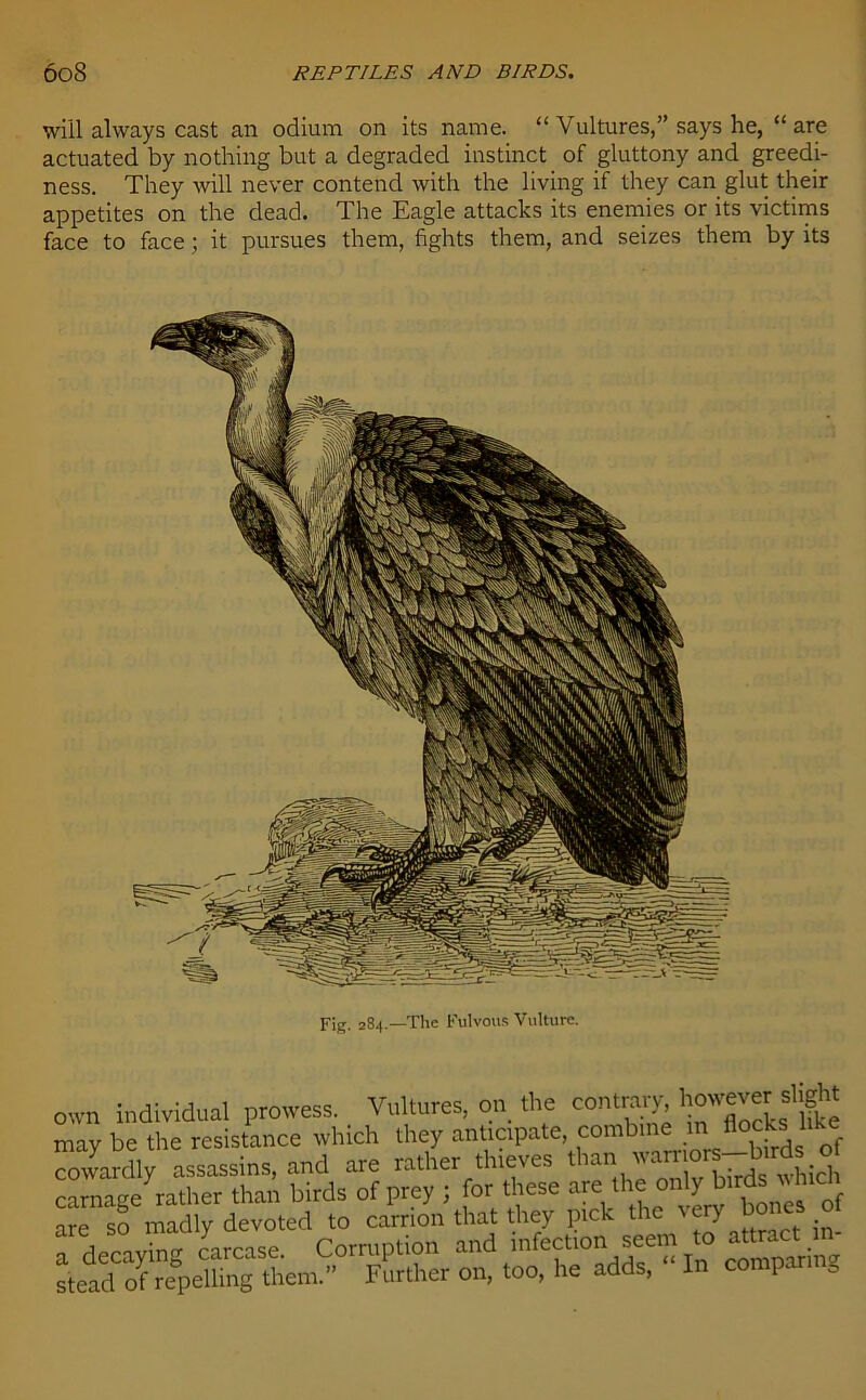 will always cast an odium on its name. “ Vultures,” says he, “ are actuated by nothing but a degraded instinct of gluttony and greedi- ness. They will never contend with the living if they can glut their appetites on the dead. The Eagle attacks its enemies or its victims face to face; it pursues them, fights them, and seizes them by its Fig. 284.—The Fulvous Vulture. own individual prowess. Vultures, on the contrary, however slight may be the resistance which they anticipate, combine inl flocks like cowardly assassins, and are rather thieves than. wan orJ-birfs carnagemther than birds of prey ; for'these of are so madly devoted to carrion that they pick ^ t j a decaying carcase. Corruption and stead of repelling them.” Further on, too, he adds, In compa 0