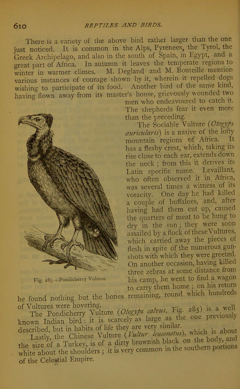 There is a variety of the above bird rather larger than the one just noticed. It is common in the Alps, Pyrenees, the Tyrol, the Greek Archipelago, and also in the south of Spain, in Egypt, and a great part of Africa. In autumn it leaves the temperate regions to winter in warmer climes. M. Degland and M. Bouteille mention various instances of courage shown by it, wherein it repelled dogs wishing to participate of its food. Another bird of the same kind, having flown away from its master’s house, grievously wounded two men who endeavoured to catch it. The shepherds fear it even more than the preceding. The Sociable Vulture (Otogyps auriatlaris) is a native of the lofty mountain regions of Africa. It has a fleshy crest, which, taking its rise close to each ear, extends down the neck ; from this it derives its Latin specific name. Levaillant, who often observed it in Africa, was several times a witness of its voracity. One day he had killed a couple of buffaloes, and, after having had them cut up, caused the quarters of meat to be hung to dry in the sun ; they were soon assailed by a flock of these Vultures, which carried away the pieces of flesh in spite of the numerous gun- shots with which they were greeted. On another occasion, having killed three zebras at some distance from Fig. 2S5.—Pondicherry Vulture. ]fls camp, he Went tO find a VagOll to carry them home ; on his return he found nothing but the bones remaining, round which hundreds of Vultures were hovering. \ a well The Pondicherry Vulture {Otogyps calms, Fig. 5) iously known Indian bird: it is scarcely as large as the one p described, but in habits of life they are very similar about t. t TuAeTfs Tft dirtyblack on the body, and white about the shoulders ; it is very common m the southern portions of the Celestial Empire.