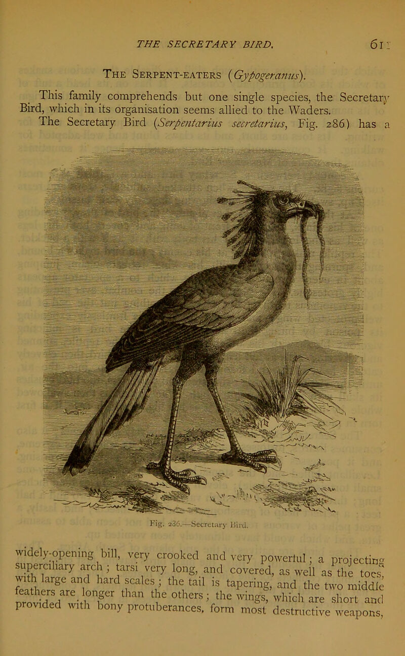 The Serpent-eaters (Gypogeranus). This family comprehends but one single species, the Secretarv Bird, which in its organisation seems allied to the Waders. The Secretary Bird (Serpentarius secretarius, Fig. 286) has a Fig. a3C.—Secretary iiirtl. widely-opening bill, very crooked and very powerful; a projectin'' superciliary arch; tarsi very long, and covered, as well as the tow with large and hard scales ; the tail is tapering, and the two middle PTO^de/withT1 thaYhe °therS; the wings, which are short and P o ided with bony protuberances, form most destructive weapons,