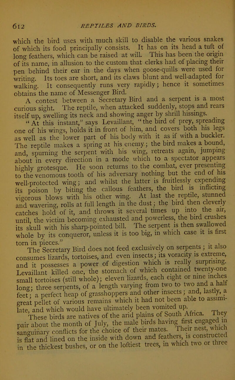 which the bird uses with much skill to disable the various snakes of which its food principally consists. It has on its head a tuft of long feathers, which can be raised at will. This has been the origin of its name, in allusion to the custom that clerks had of placing their pen behind their ear in the days when goose-quills were used for writing. Its toes are short, and its claws blunt and well-adapted for walking. It consequently runs very rapidly; hence it sometimes obtains the name of Messenger Bird. A contest between a Secretary Bird and a serpent is a most curious sight. The reptile, when attacked suddenly, stops and rears itself up, swelling its neck and showing anger by shrill hissings. “ At this instant,” says Levaillant, “ the bird of prey, spreading one of his wings, holds it in front of him, and covers both his legs as well as the lower part of his body with it as if with a buckler. The reptile makes a spring at his enemy; the bird makes a bound, and, spurning the serpent with his wing, retreats again, jumping about in every direction in a mode which to a spectator appears highly grotesque. He soon returns to the combat, e\ er piesenting to the venomous tooth of his adversary nothing but the end of his well-protected wing; and whilst the latter is fruitlessly expending its poison by biting the callous feathers, the bird is inflicting vigorous blows with his other wing. At last the reptile, stunned and wavering, rolls at full length in the dust; the bird then cleverly catches hold of it, and throws it several times up into the air, until the victim becoming exhausted and powerless, the bird crushes its skull with his sharp-pointed bill. The serpent is then swallowed whole by its conqueror, unless it is too big, in which case it is first torn in pieces.” , . , . The Secretary Bird does not feed exclusively on serpents ; it also consumes lizards, tortoises, and even insects; its voracity is extreme, and it possesses a power of digestion which is really surprising. Levaillant killed one, the stomach of which contained twenty-one small tortoises (still whole); eleven lizards each eight or nine: inches long; three serpents, of a length varying from two to two and a half feet • a perfect heap of grasshoppers and other insects ; and, lastly, a great pellet of various remains which it had not been able to assimi- late, and which would have ultimately been vomited up These birds are natives of the arid plains of South Africa. T ey pair about the month of July, the male birds having first enffigedm sanguinary conflicts for the choice of their mates. 1 heir nest vh ch is flat and lined on the inside with down and feathers, is constructed in the thickest bushes, or on the loftiest trees, in which two or three